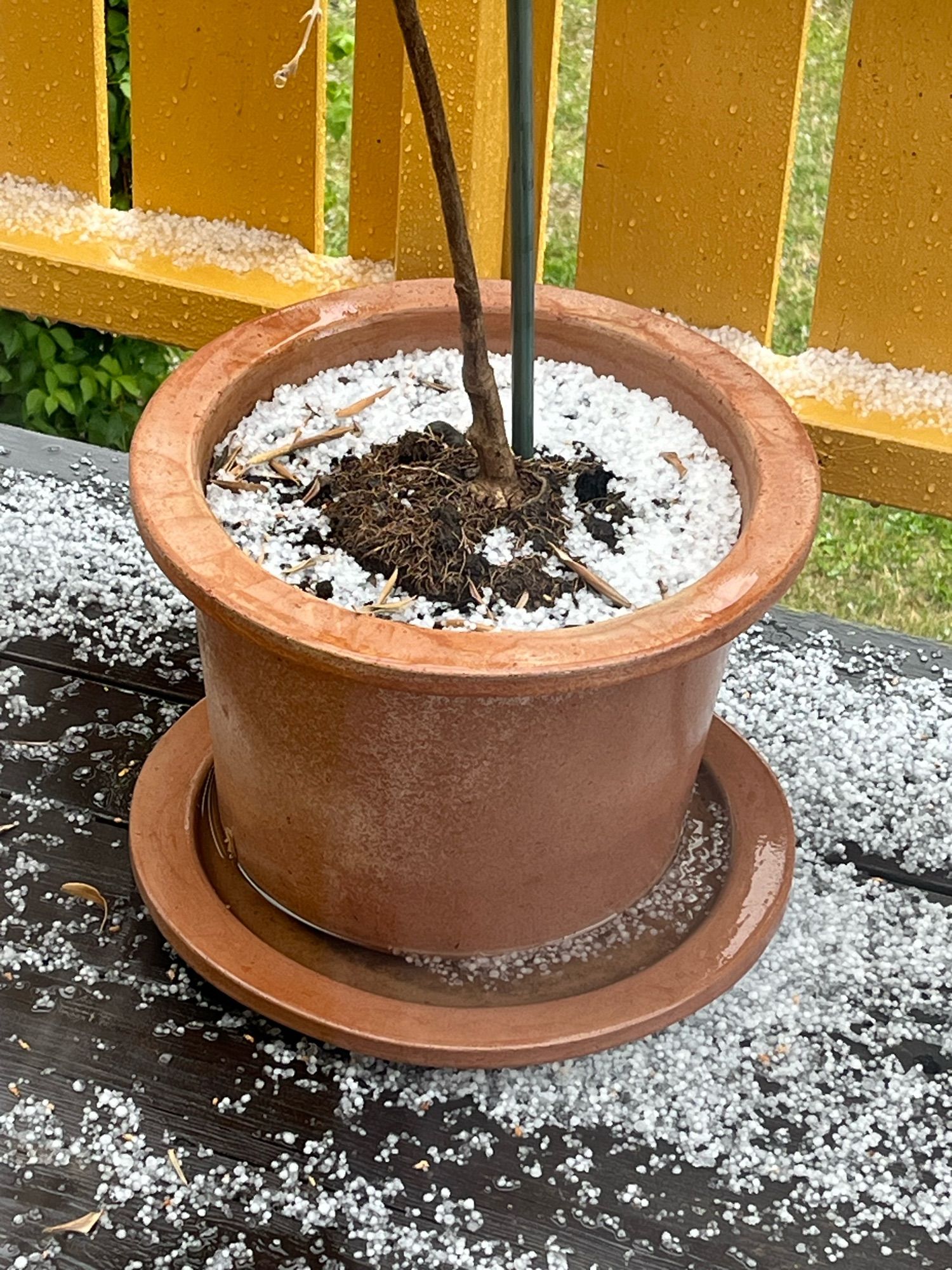 No, that’s not rice! Still hail, covering the floor and the flower pot