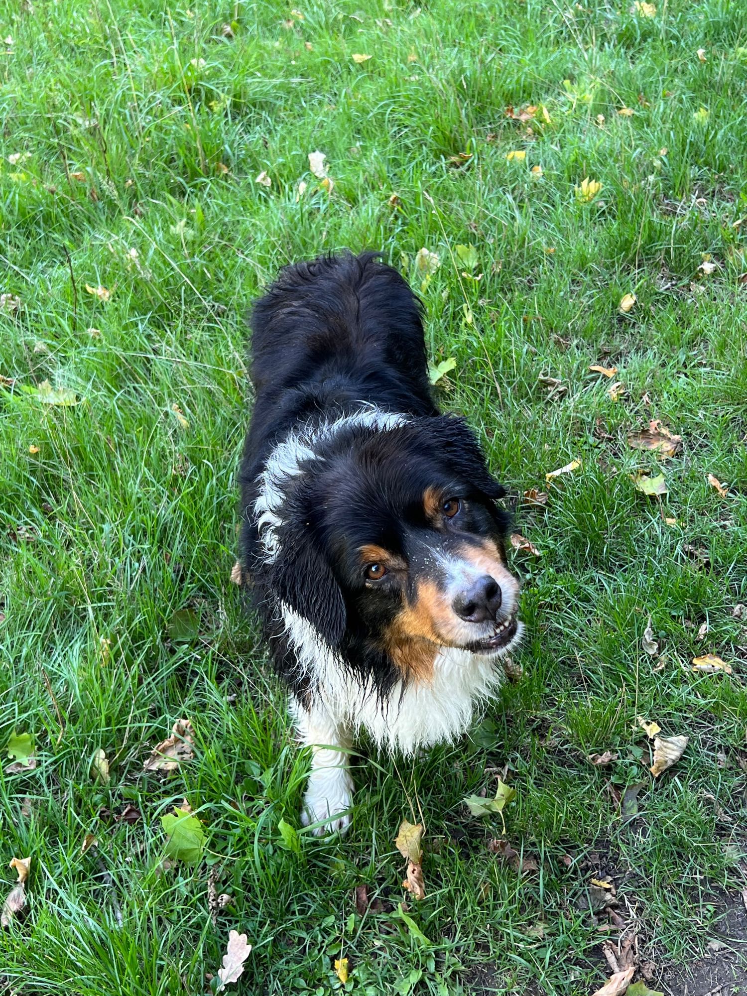 Black Tri Australian Shepherd auf Rasen stehend blickt mit schräg gehaltenem Kopf