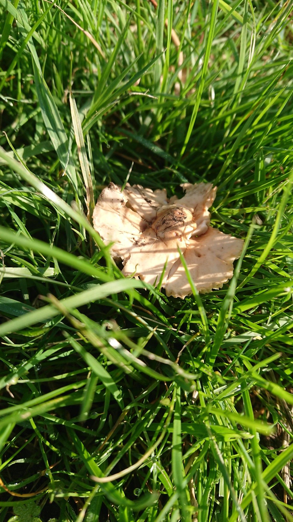 Fungus in grass.