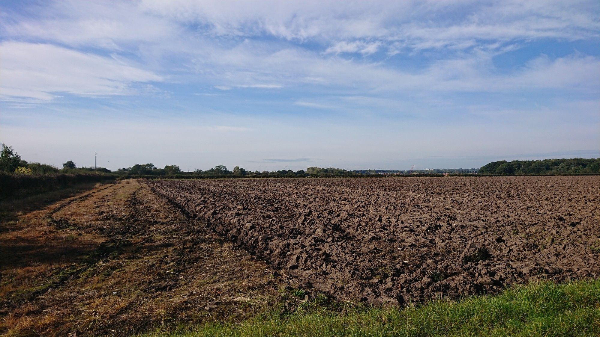 A ploughed field where a great white egret hunted, with a cloudy blue sky above, where raptors were seen.