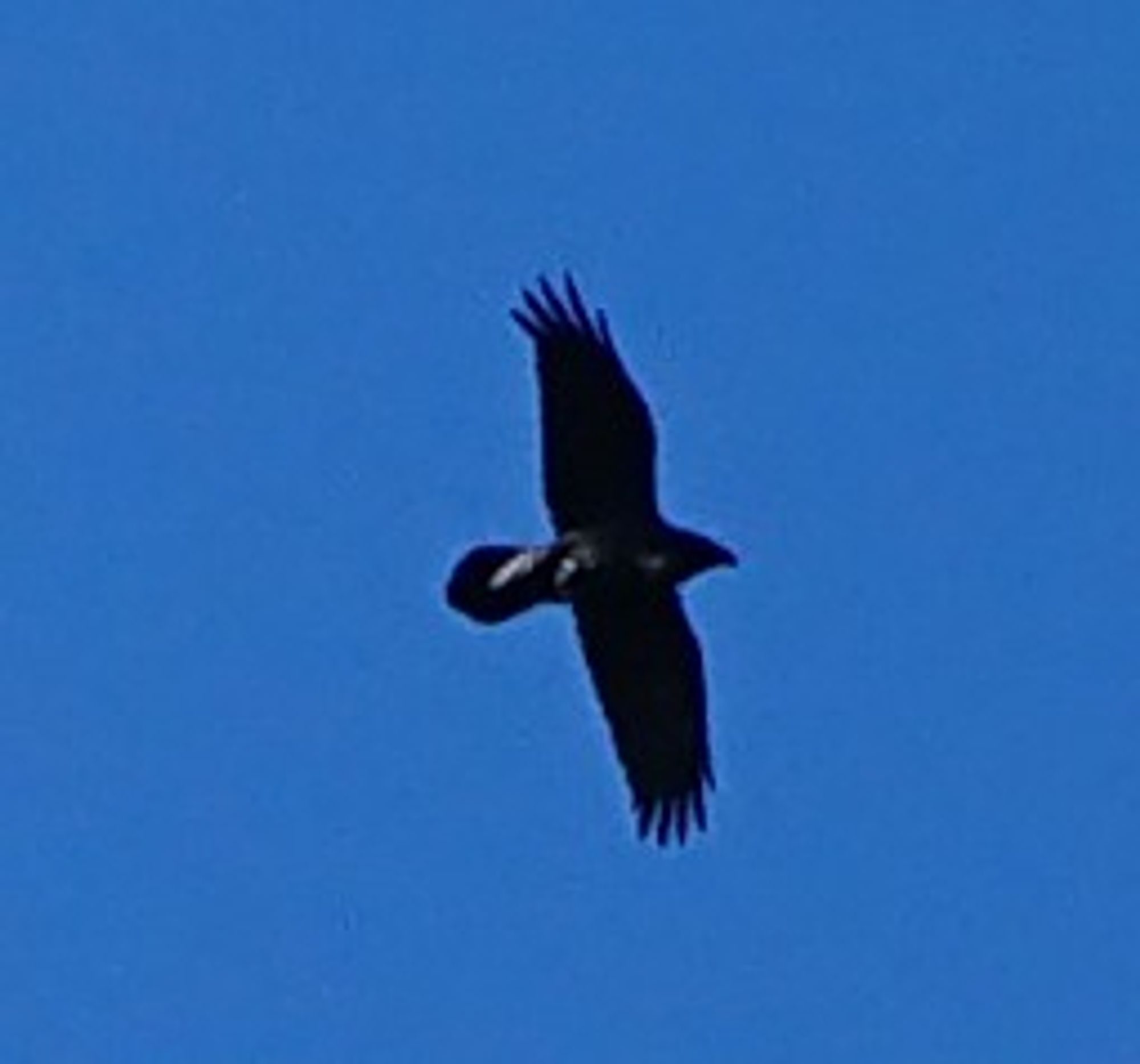 A raven, big and black, against a deep blue sky. Possibly carrying something in its talons.