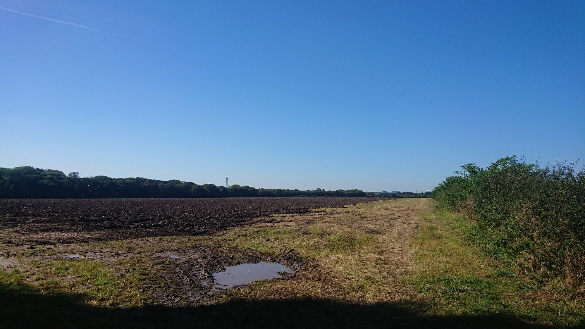 Blue sky, hedgerow, small pool, grass, distant trees, and a far-off tractor being followed by gulls.