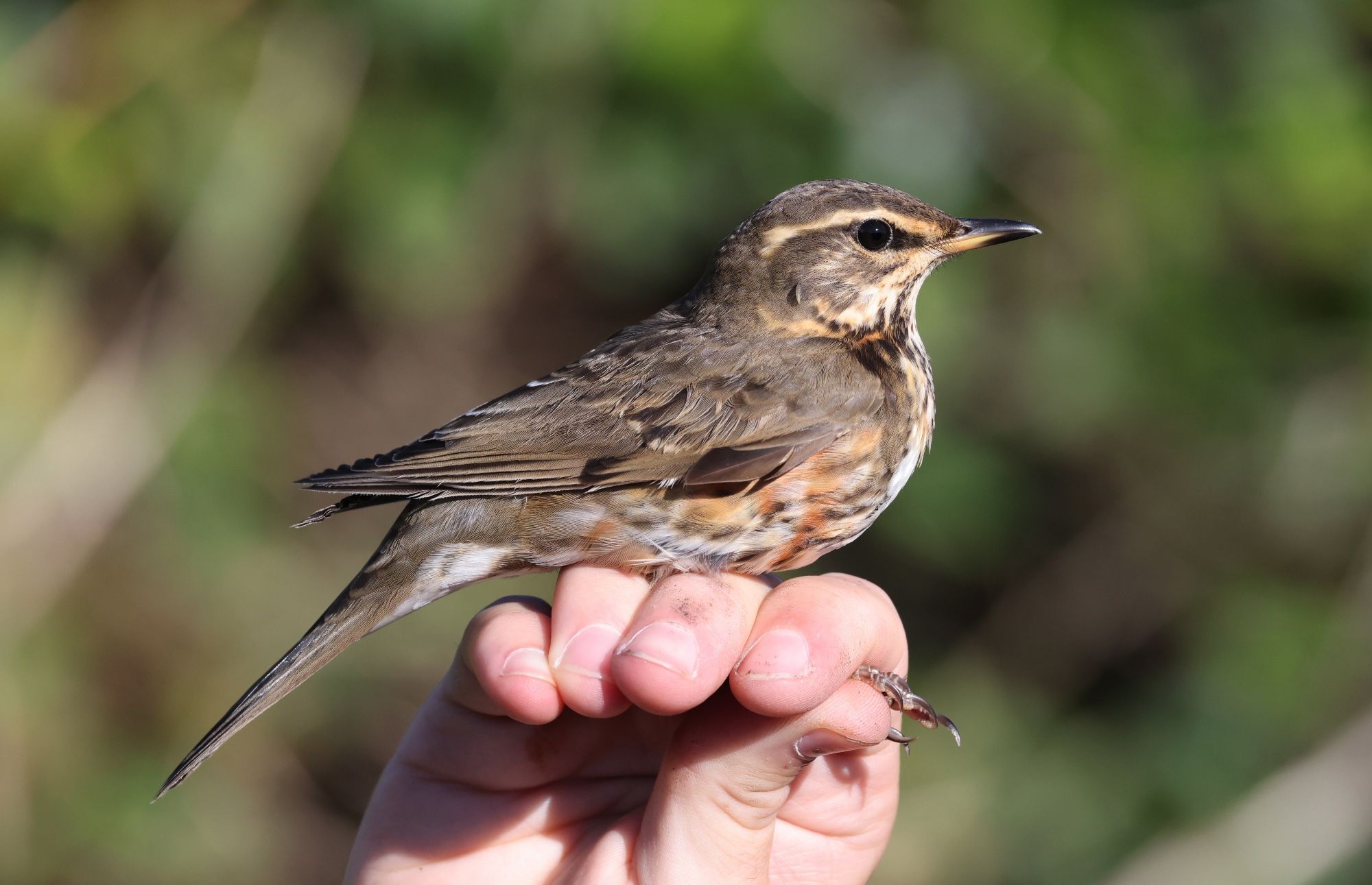 My first Redwing of the autumn, many thanks to Tom Wright,