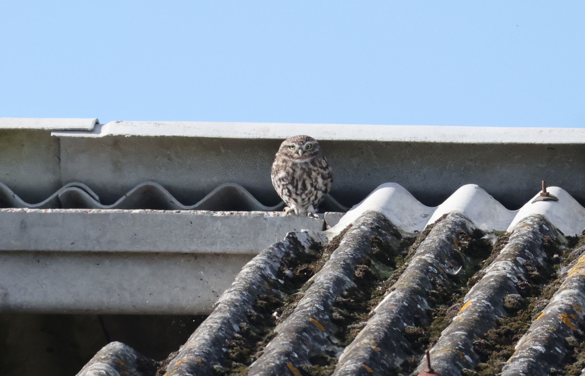 The local Little Owl