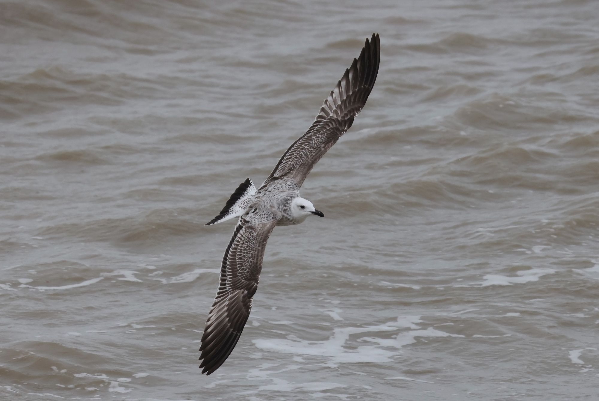 1w Caspian Gull