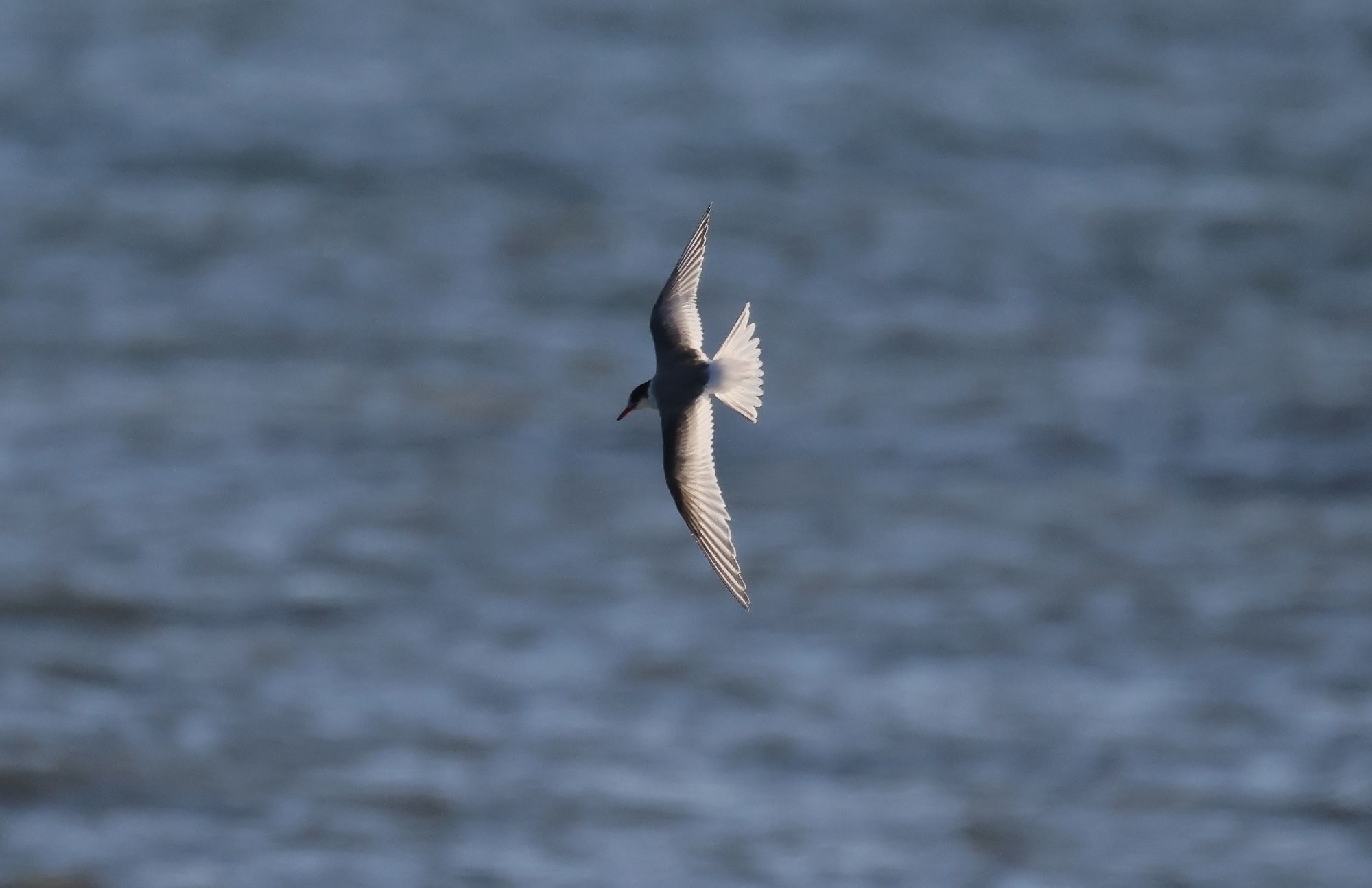 Arctic Tern