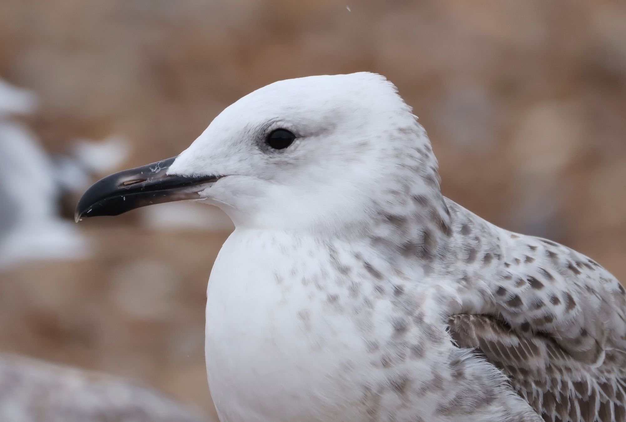 1w Caspian Gull