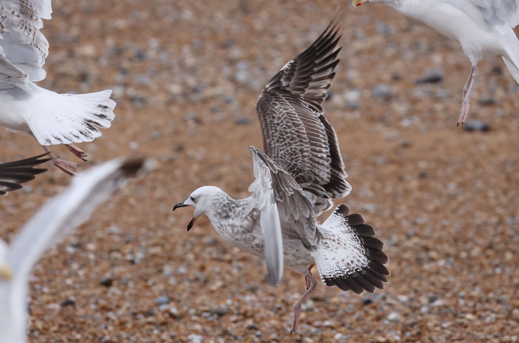 1w Caspian Gull, typically aggressive.