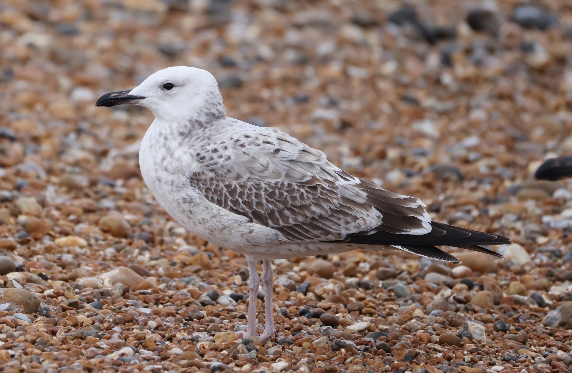 1w Caspian Gull