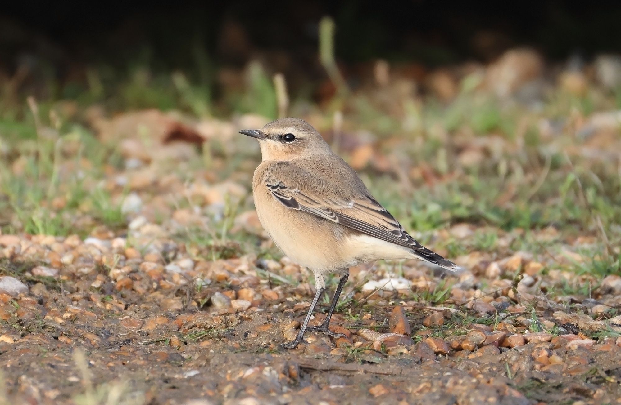 1 of 16 Wheatears seen today