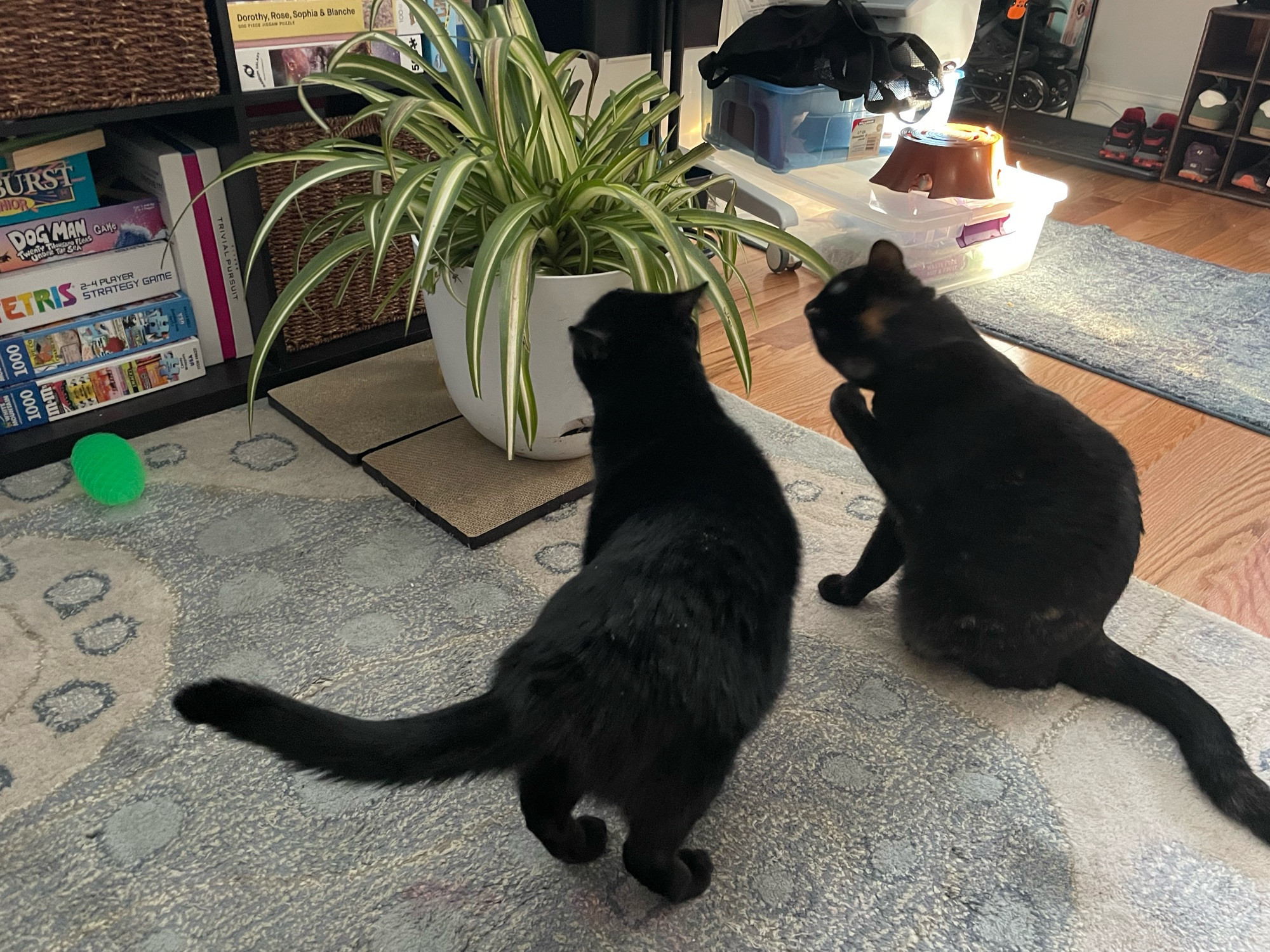 two cats investigating a very full and happy spider plant 