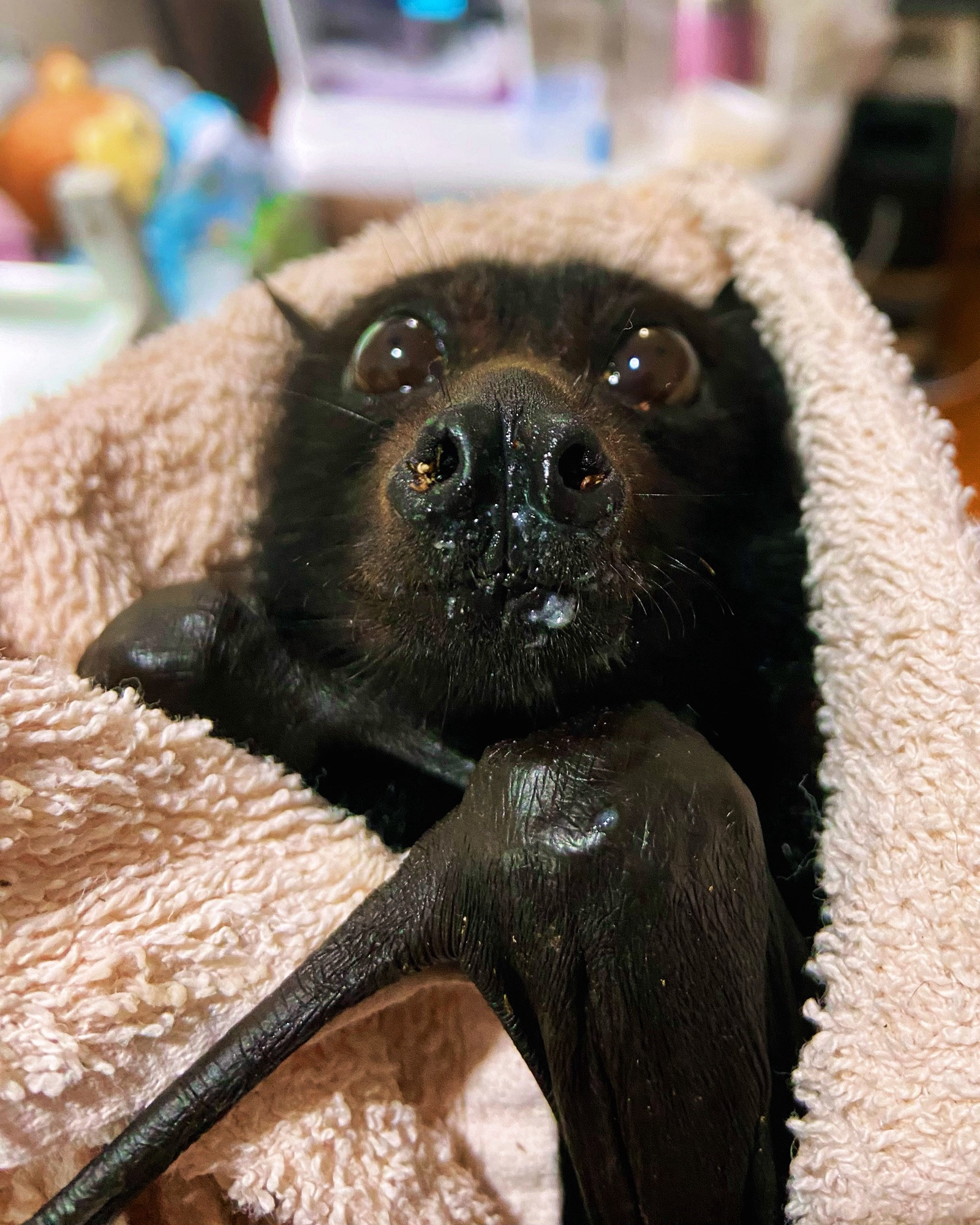 Pictures a rescued black flying fox, safely wrapped in a towel, looking at the camera