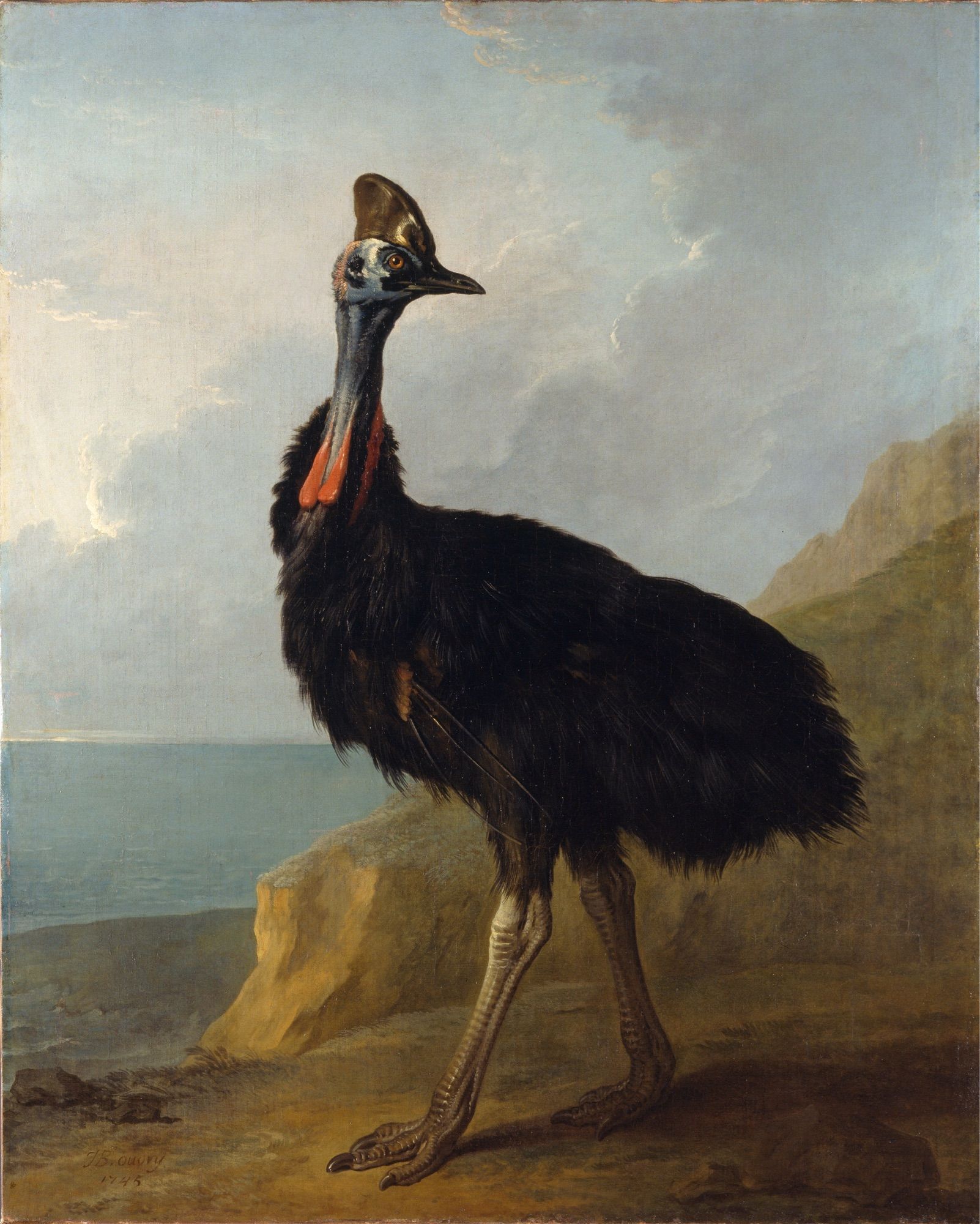 natural history art, oil painting in portrait orientation of a single adult double-wattled cassowary standing in a rocky seaside landscape