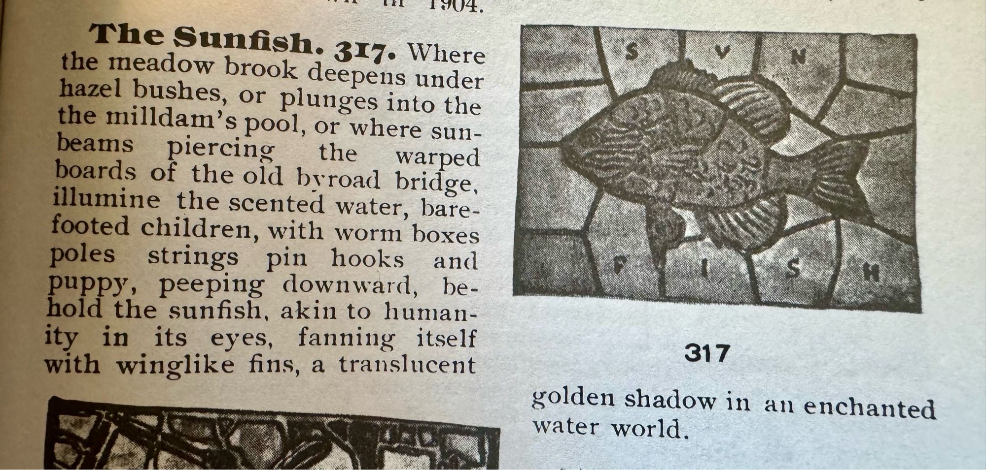 photo of the tile’s entry in the 1908 guide book:

“The Sunfish. 317. Where the meadow brook deepens under hazel bushes, or plunges into the the milldam's pool, or where sunbeams piercing the warped boards of the old broad bridge, illumine the scented water, barefooted children, with worm boxes poles strings pin hooks and puppy, peeping downward, behold the sunfish, akin to humanity in its eyes, fanning itself with winglike fins, a translucent golden shadow in an enchanted water world.” (Guide Book to the Tiles Pavement in the Capitol of Pennsylvania by Henry C Mercer, 1908, p. 85)