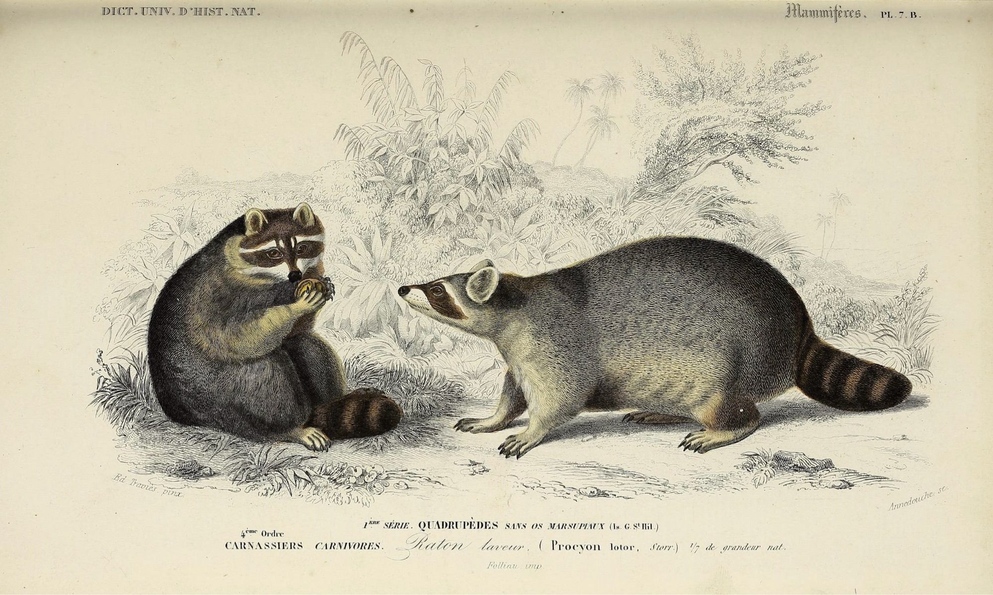 digitized color book plate, lithograph, natural history art, scientific illustration: Common Raccoon, two individuals depicted, one of left sitting up eating and one on right standing in side profile, with minimal black & white landscape details sketched in around them