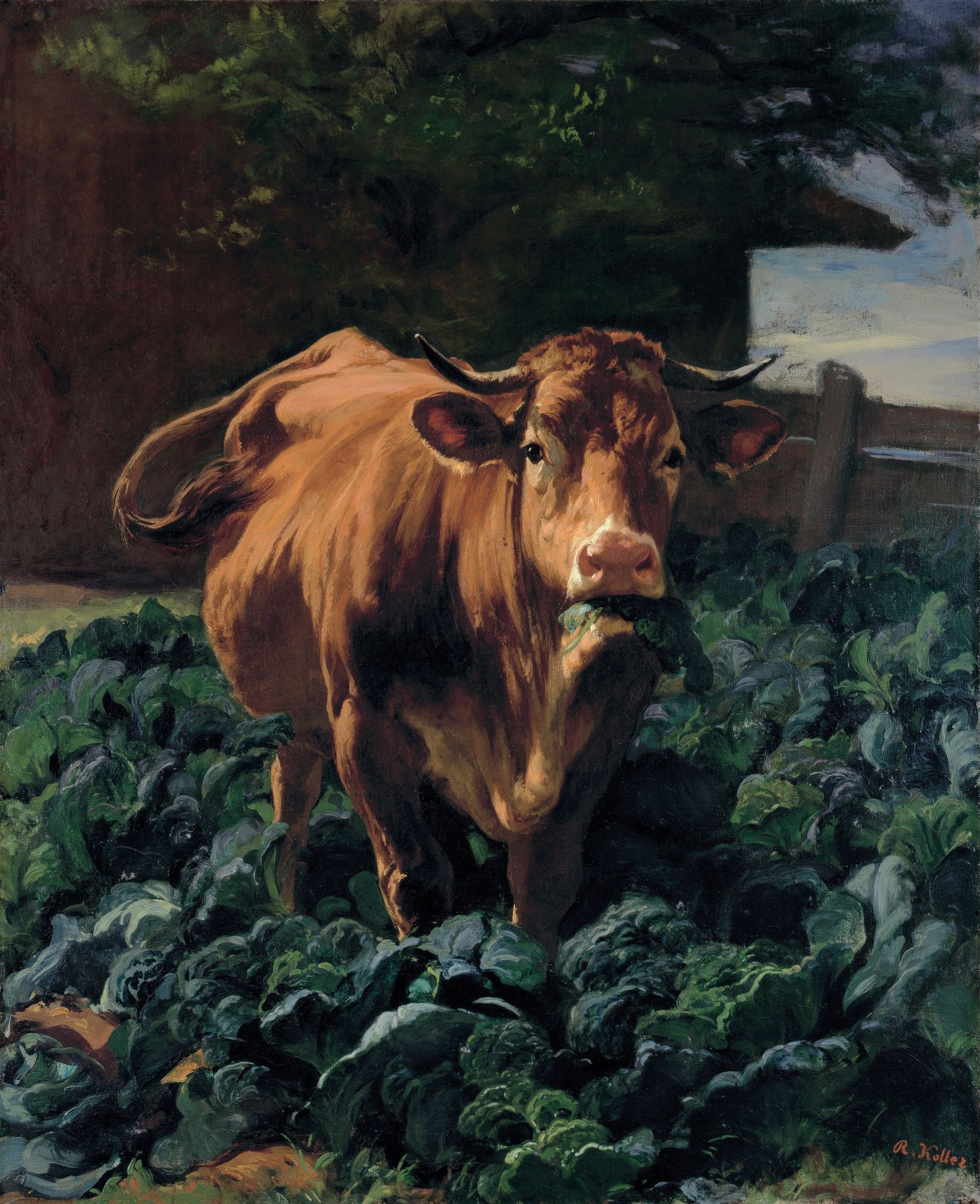 oil painting in portrait orientation depicting a brown cow in a cabbage garden, facing view while chewing on cabbage leaf in mouth