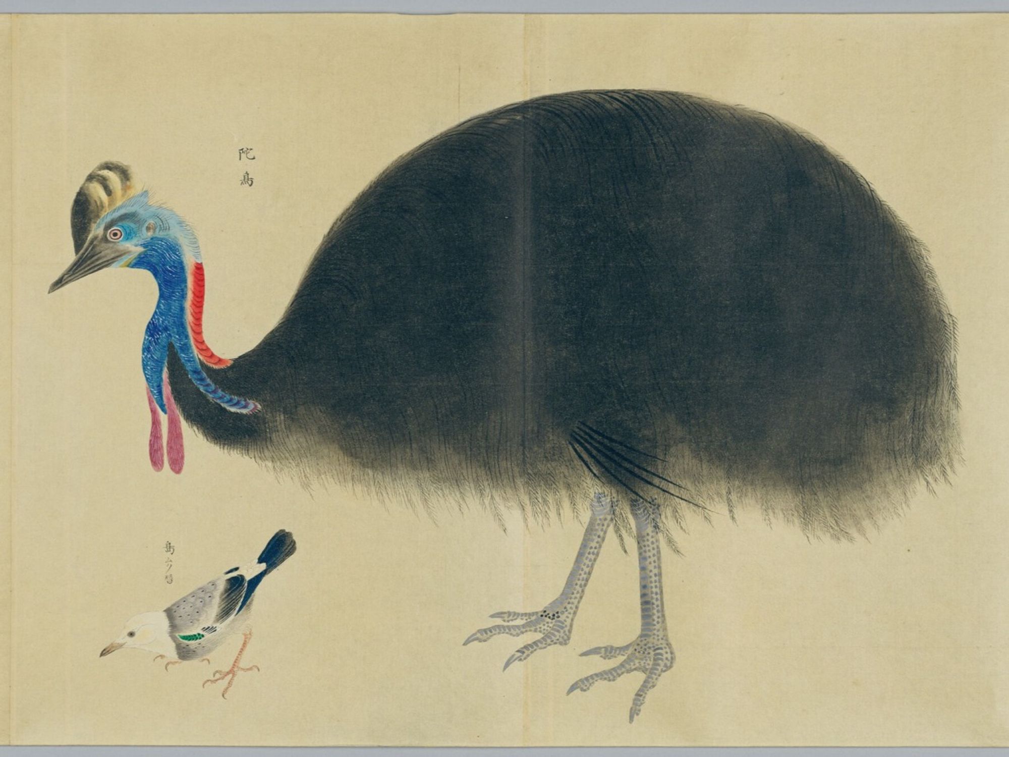 portion of the scroll featuring the cassowary illustration (single adult specimen, standing side profile)