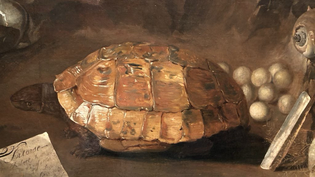 zoomed in detail of the tortoise