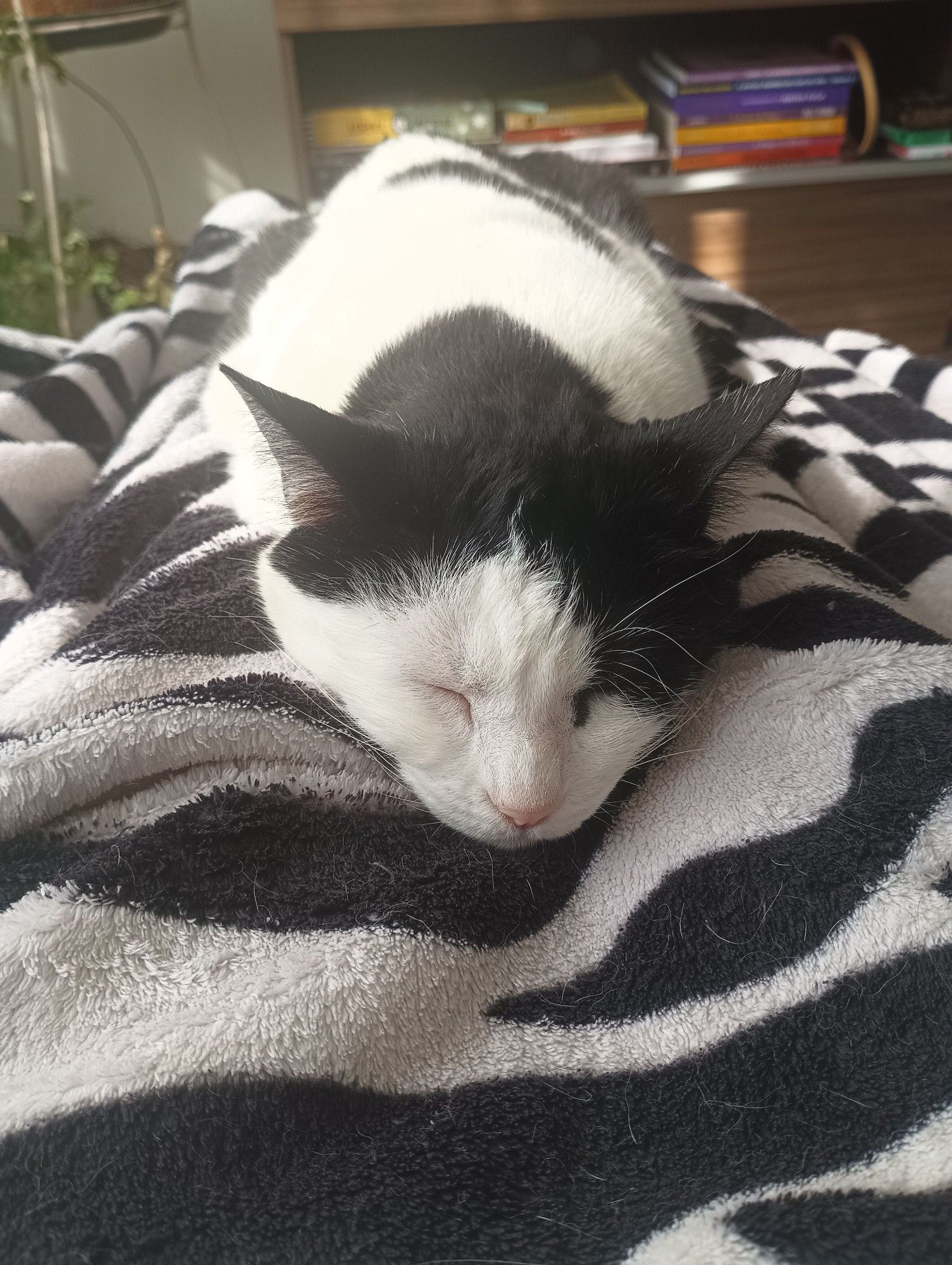 Gatinha preto e branca dormindo na manta em cima da minha perna