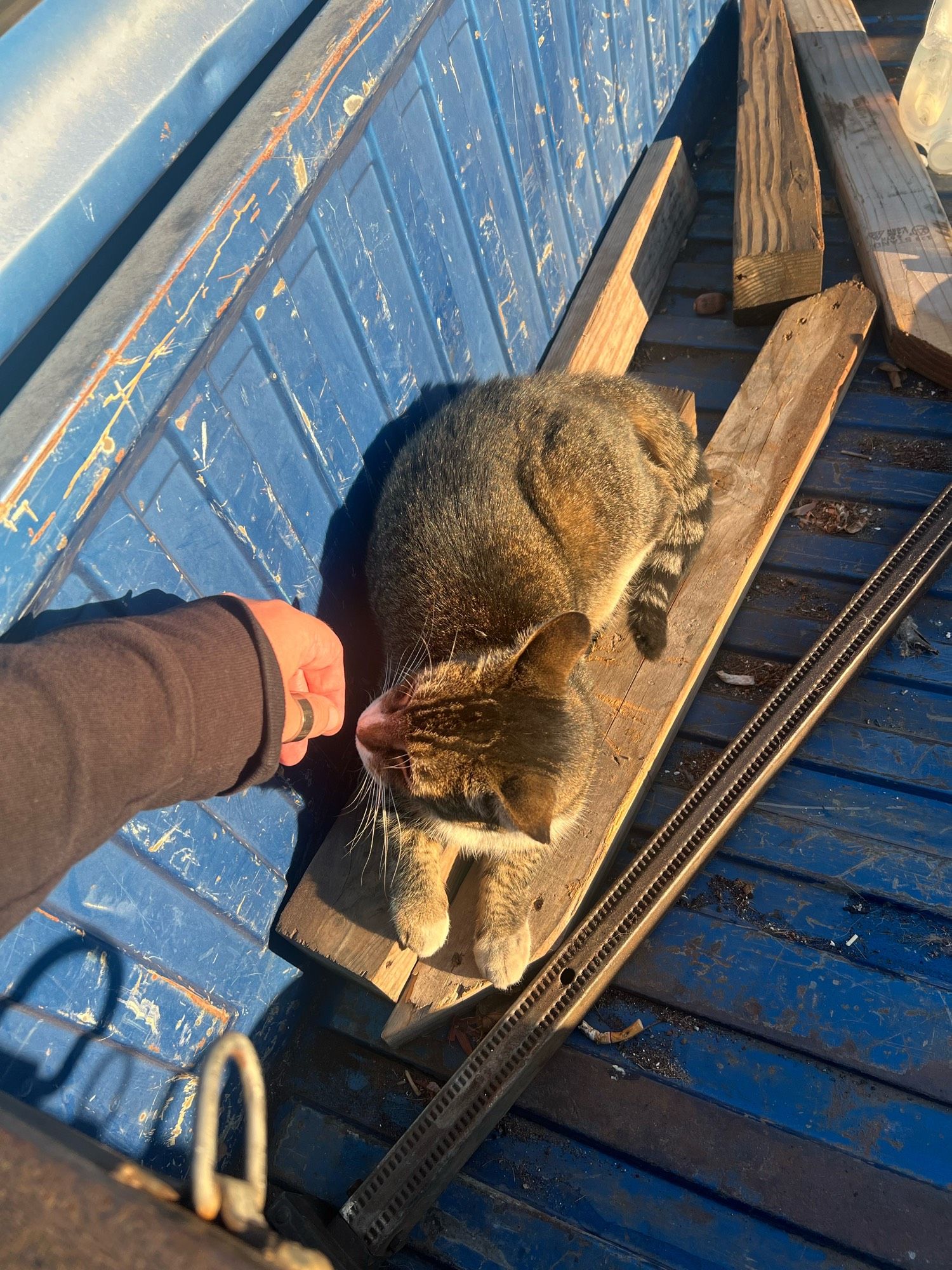 neighborhood street tabby cat named elia sleeping on some lumber in the sun in the back of an old chevy pickup in west oakland