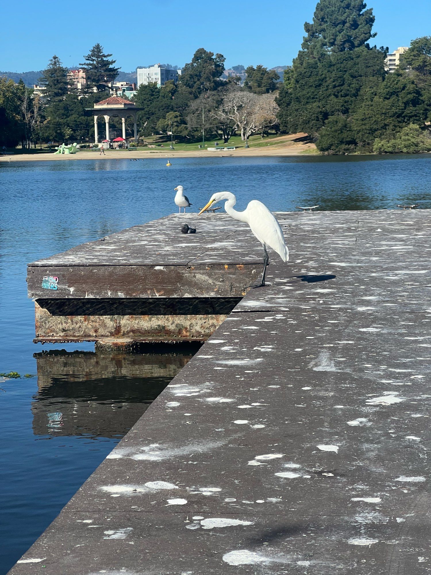 egret and seagull standing on a pier by the lake