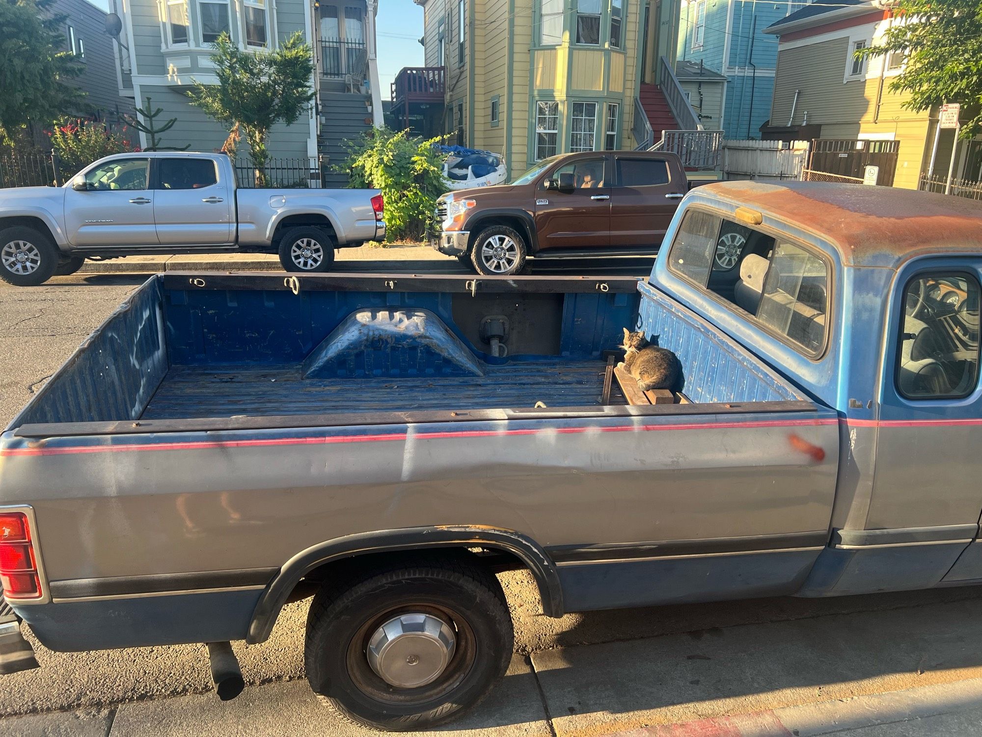 neighborhood street tabby cat named elia sleeping on some lumber in the sun in the back of an old chevy pickup in west oakland