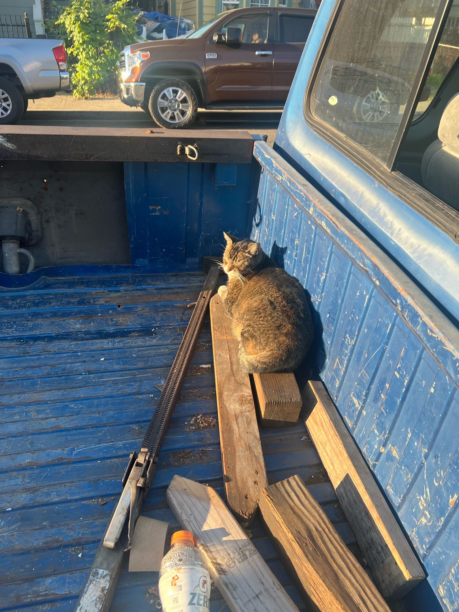 neighborhood street tabby cat named elia sleeping on some lumber in the sun in the back of an old chevy pickup in west oakland