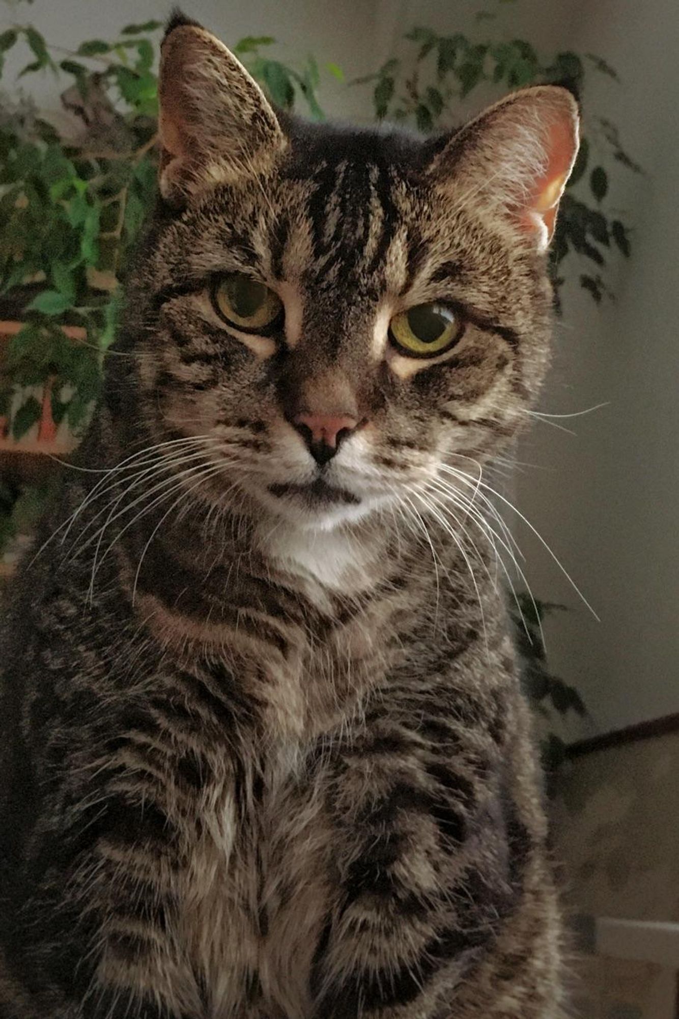 Tabby cat sits in front of the camera and looks directly into the camera with wide pupils. 