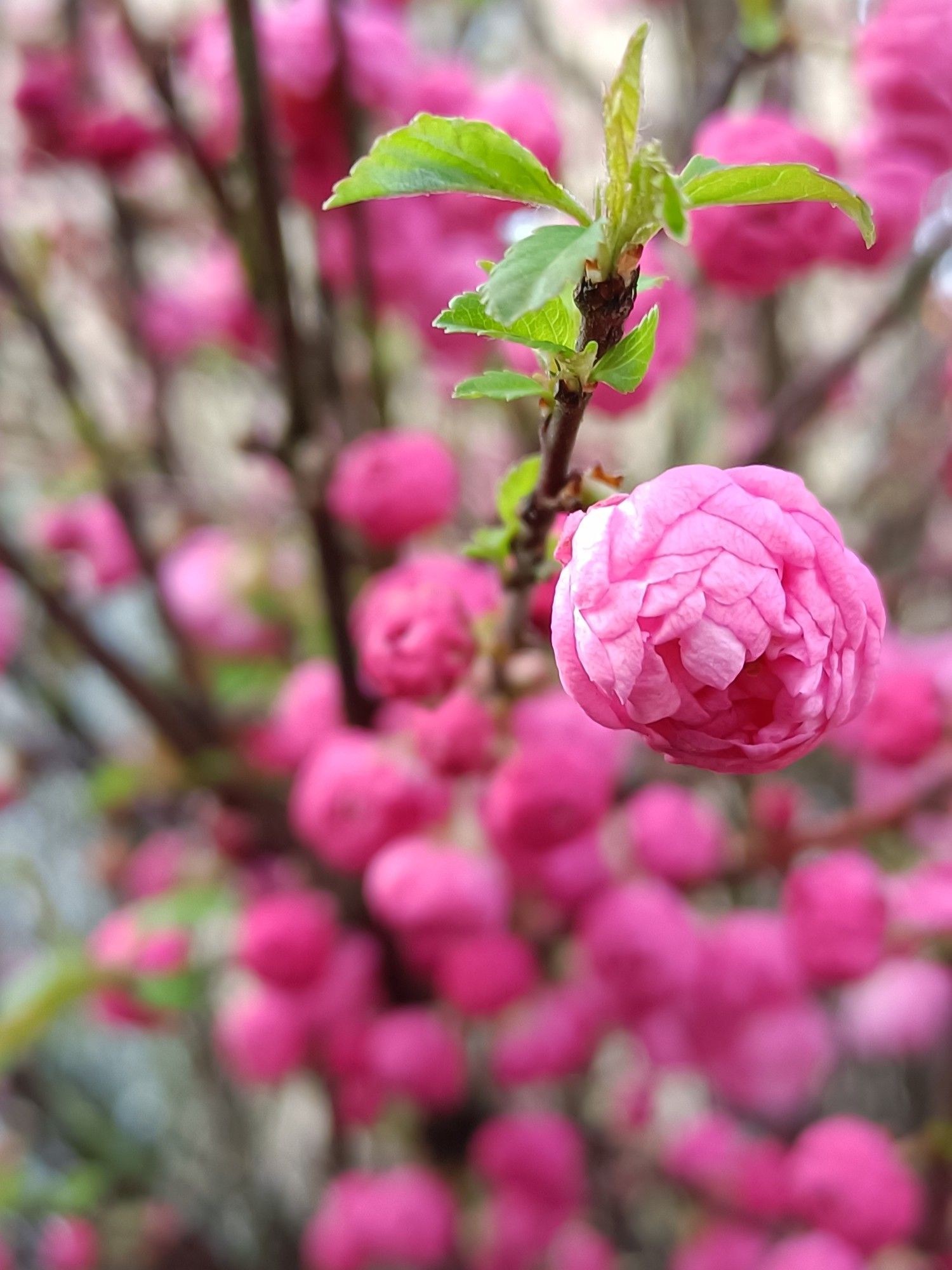 Bild mit rosa Blüten