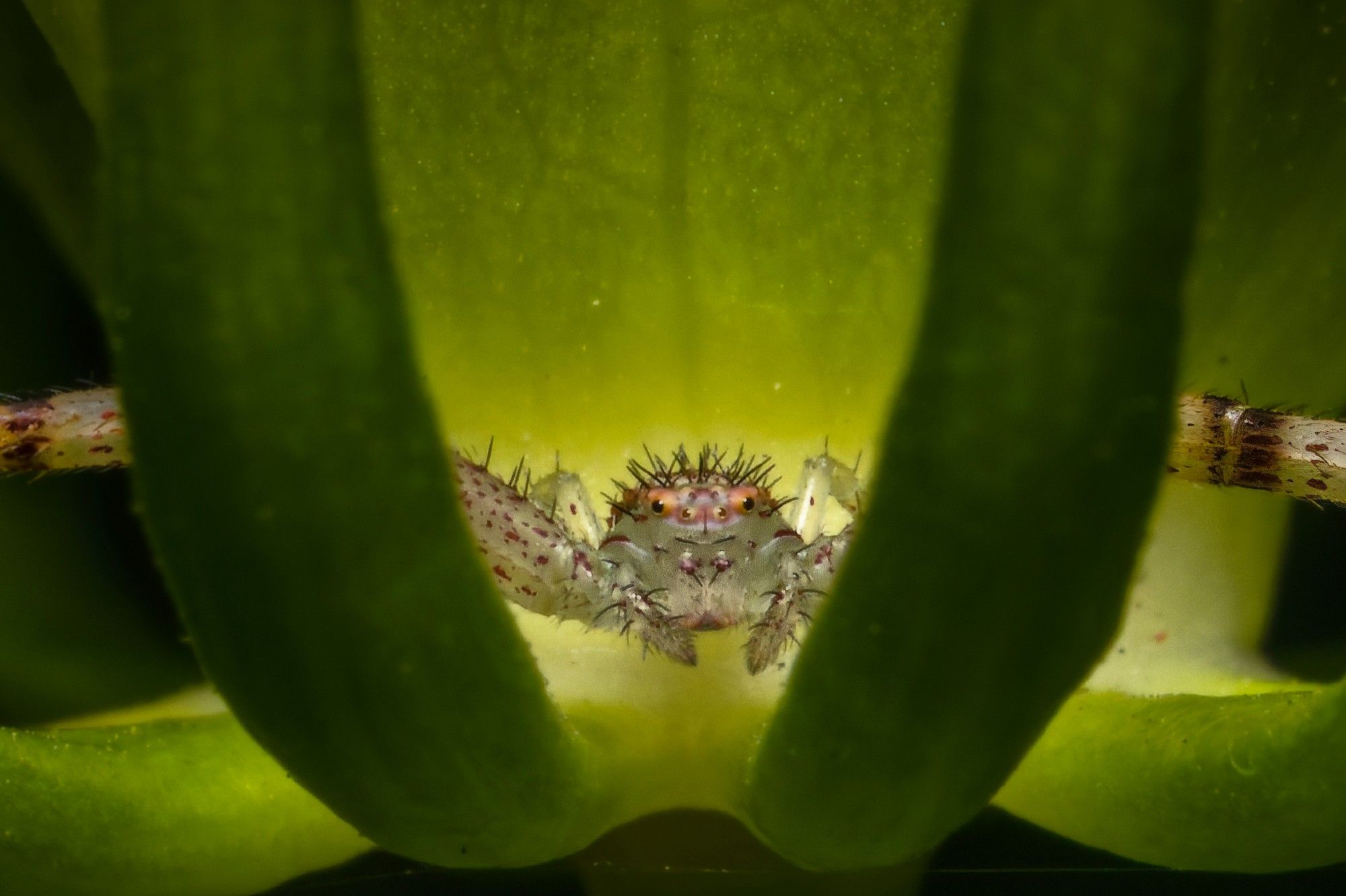 A crab spider is lurking in a hibiscus bud