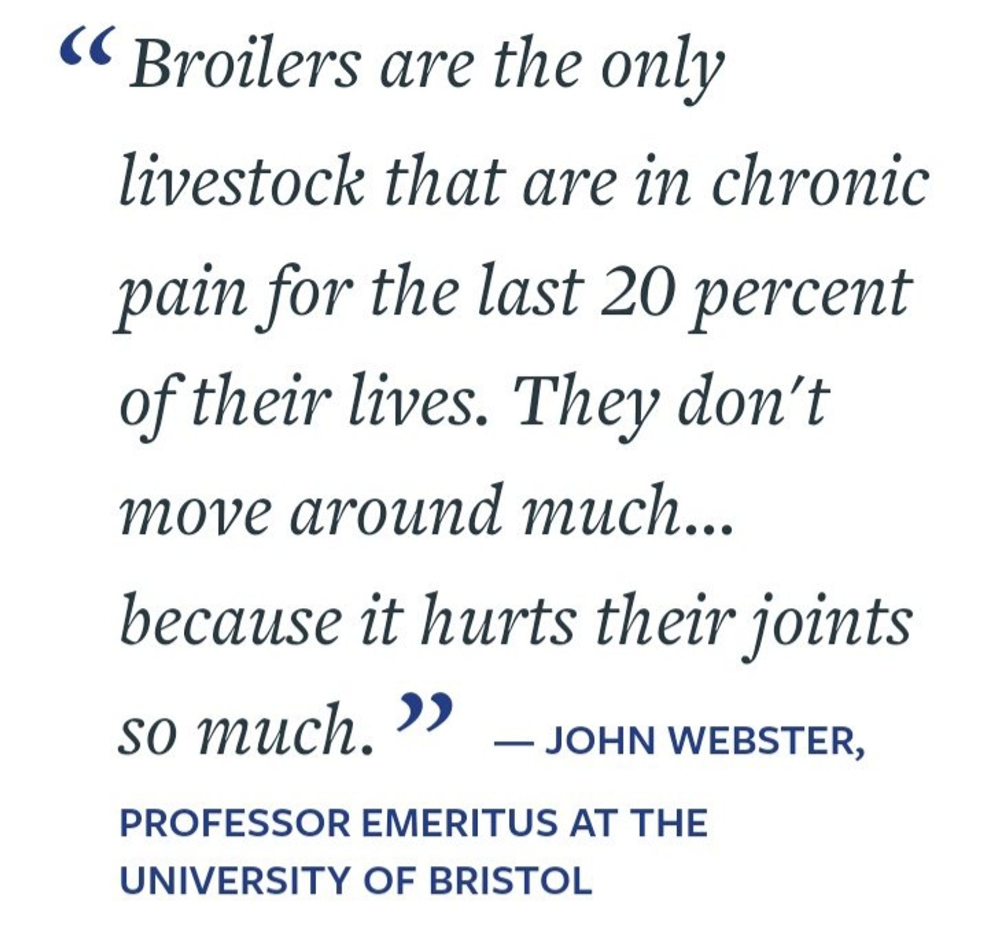 This image contains a quote attributed to John Webster, Professor Emeritus at the University of Bristol. The quote reads:

**"Broilers are the only livestock that are in chronic pain for the last 20 percent of their lives. They don’t move around much... because it hurts their joints so much."**

The quote highlights the severe physical suffering that broiler chickens endure in factory farming, particularly towards the end of their lives, due to rapid growth and overcrowded conditions, which cause chronic pain and immobility.