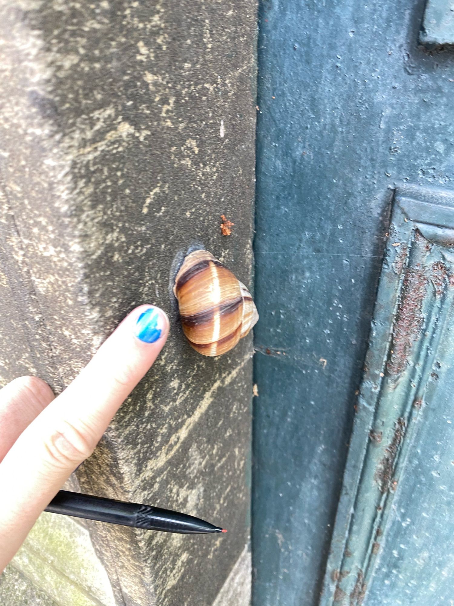 A pic of a big snail