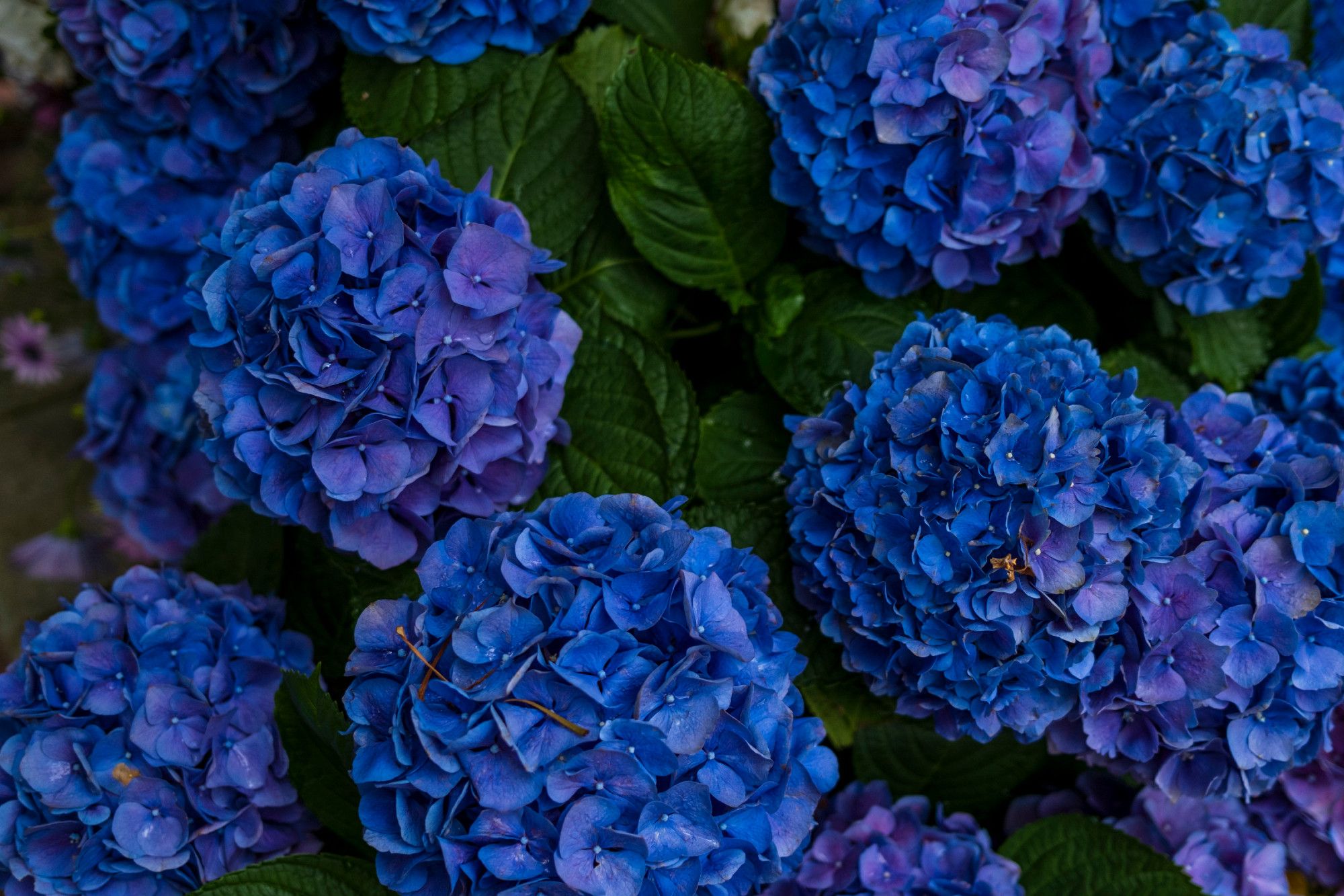 Deep blue flowers set against an even deeper green dark background of leaves from one end of the frame to the other help them stand out quite nicely