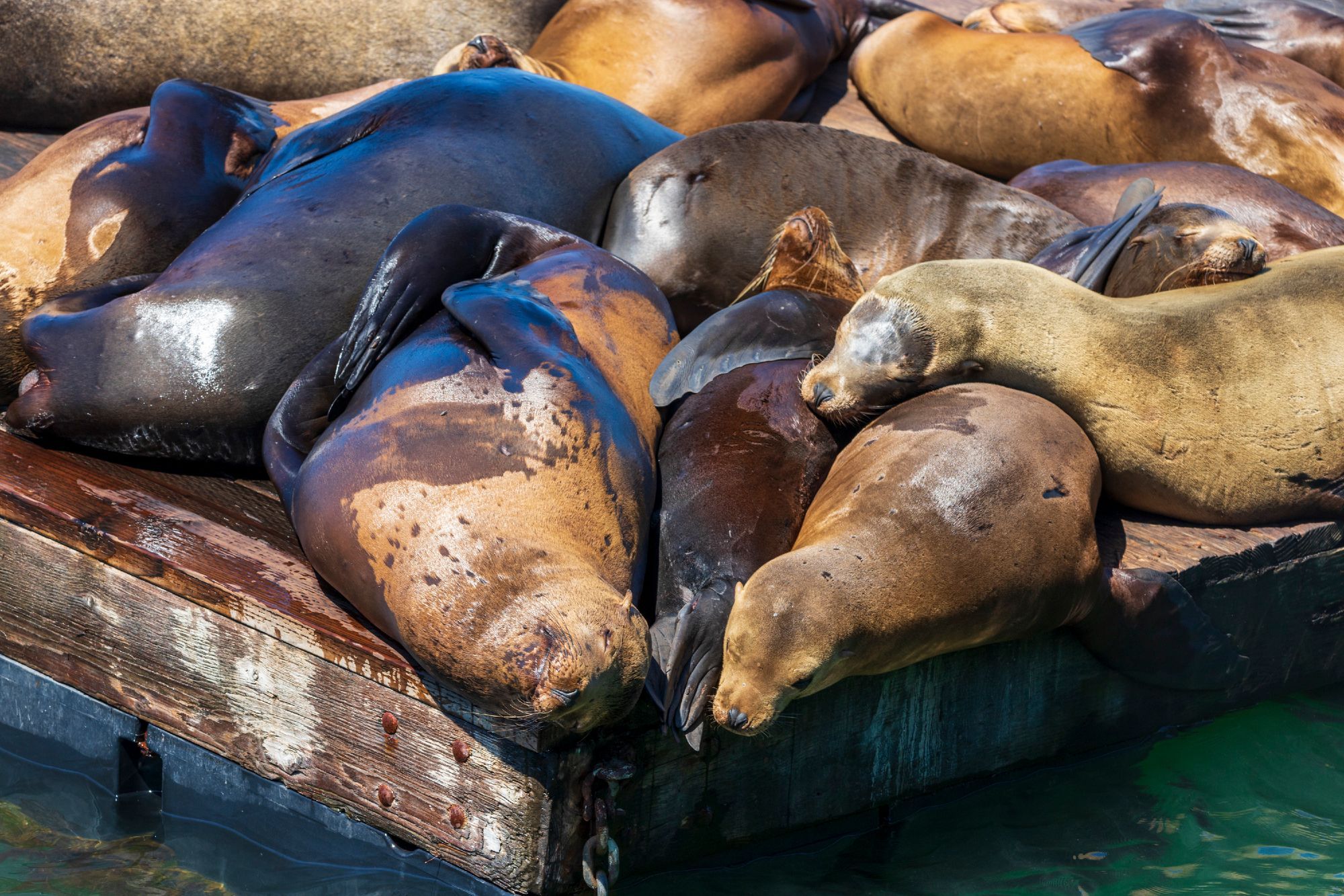 A cuddle puddle of sea lions rest at San Francisco's Pier 39, on a floating platform in the water. Most of them are sleeping and sunning in the good weather. They're a rainbow of browns when it comes to coloring, and I wish I could pet each and every one of them