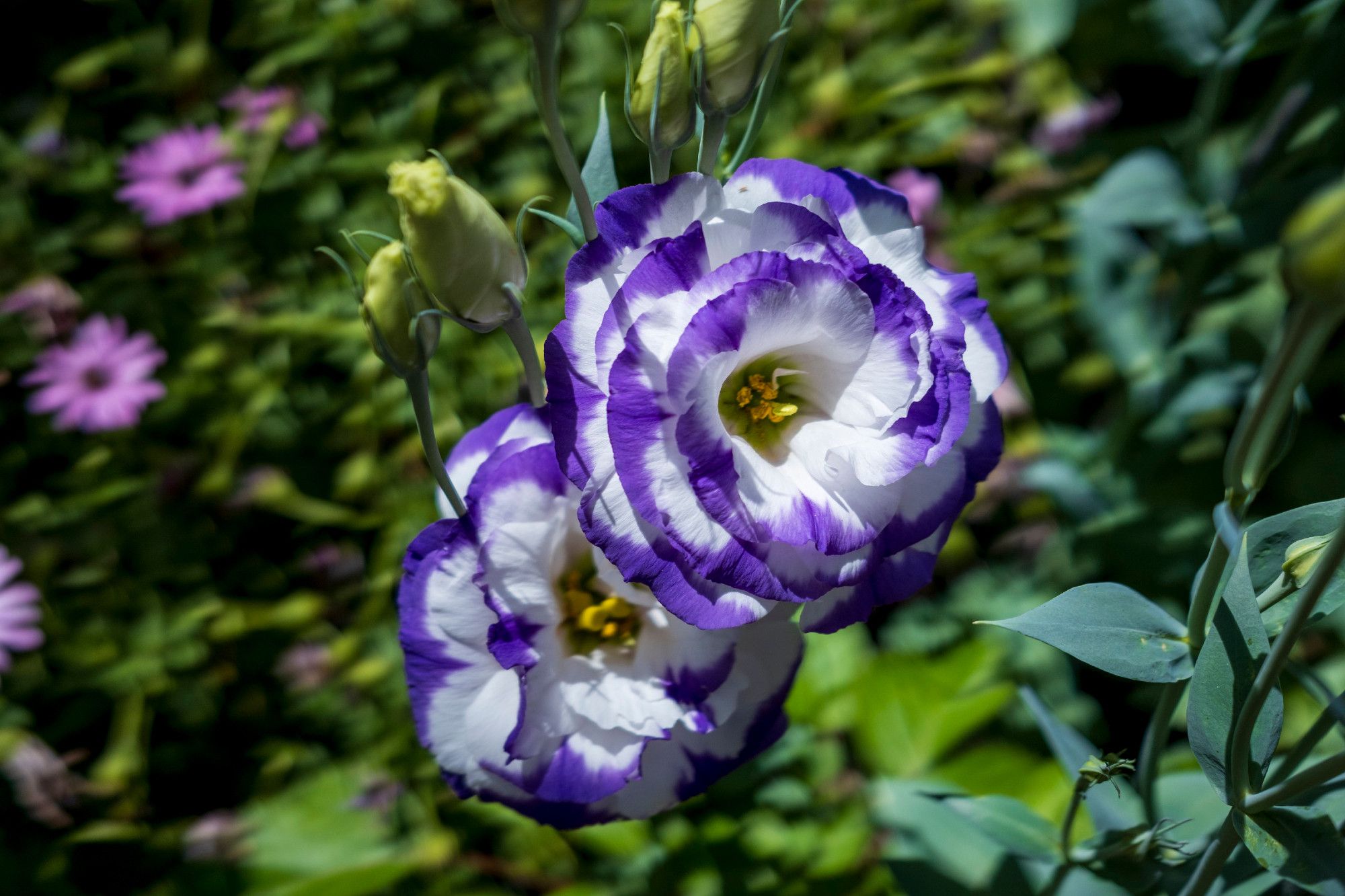 Roses with petals of a dark purple and interiors of white make little circles out of themselves, set against a blurred background of green leaves and pink flowers