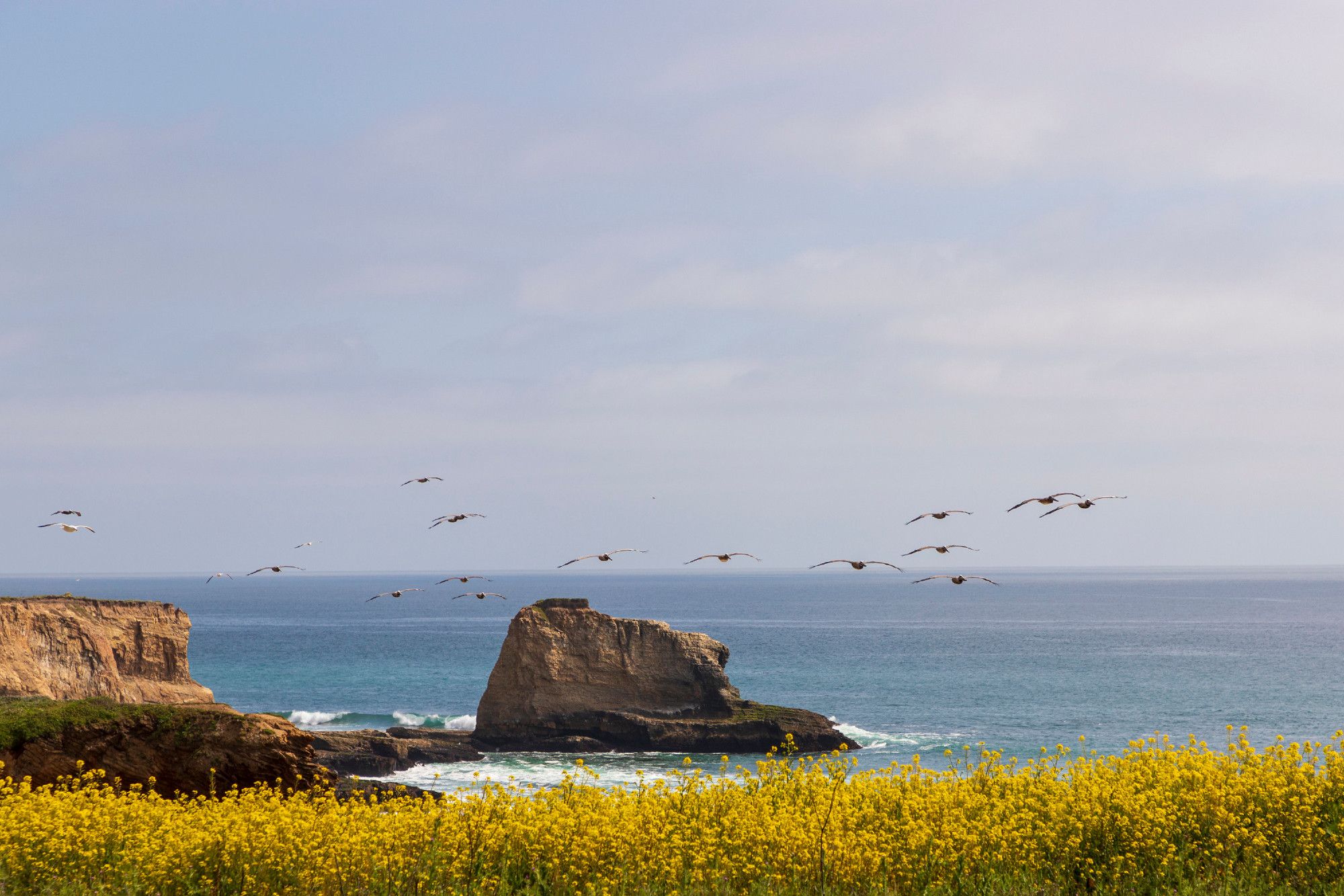 Sixteen maybe Californian Pelicans (I'm not good about birds) swoop against the horizon - above them blue lightly-clouded skies, below them bright yellow flowers flowing to the ocean in the distance, said ocean crashing against large rocks in the distance.