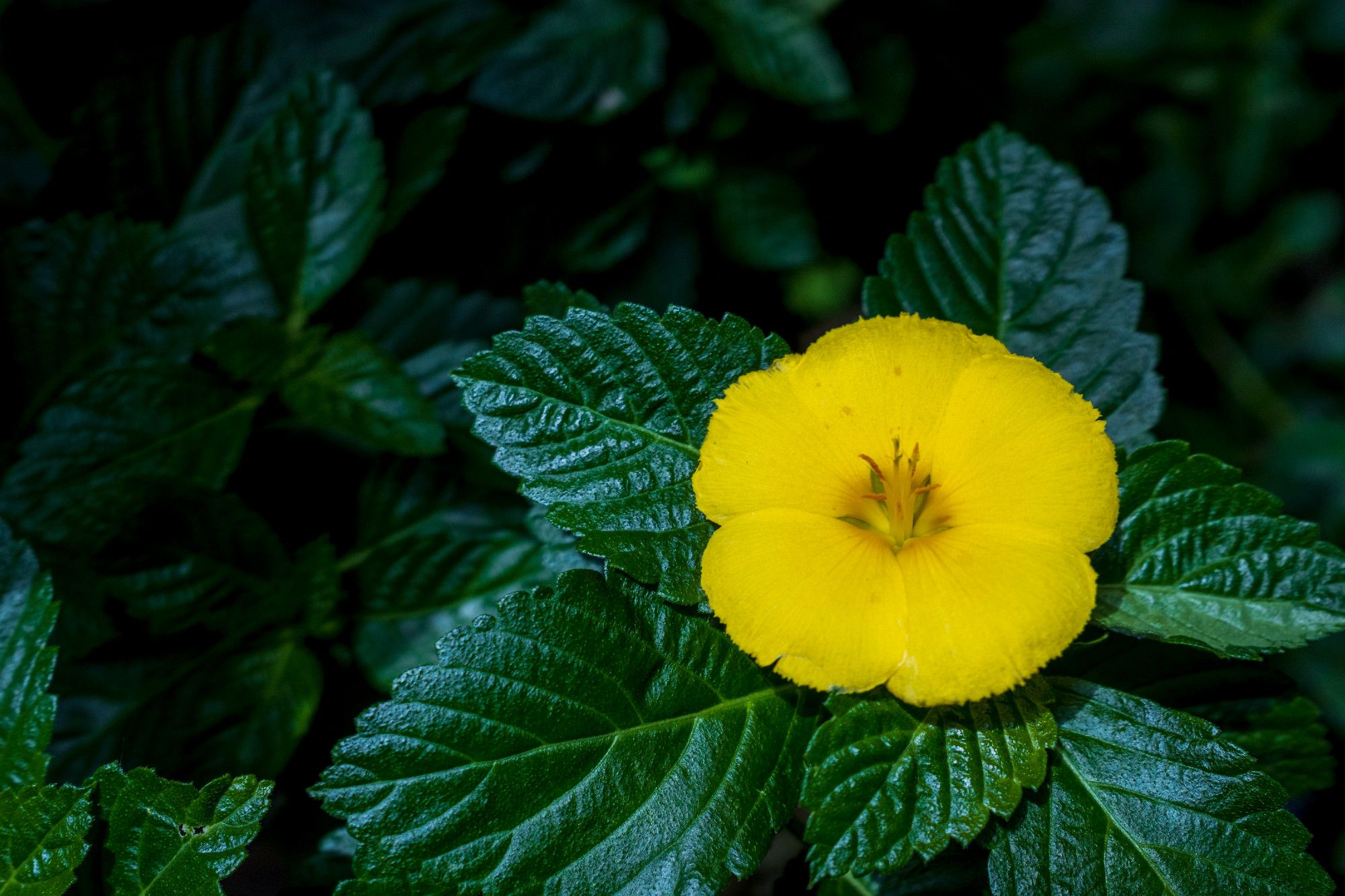 A single bright yellow flower sits atop deep green leaves, sharply focused against darker green blurred leaves in the background