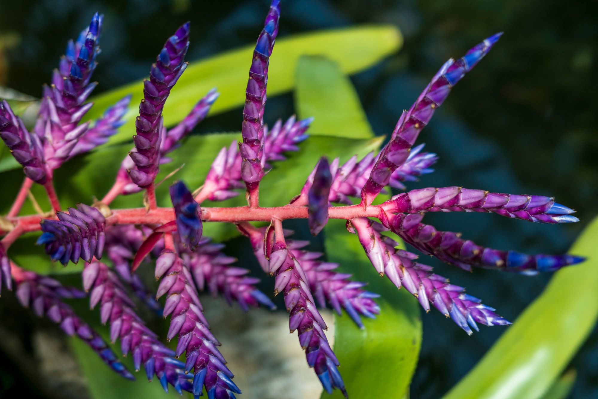 Branch-like thin purple-to-purple-white flowers extend from left to right across the frame, a pink stem in the middle, in front of some long light green leaves