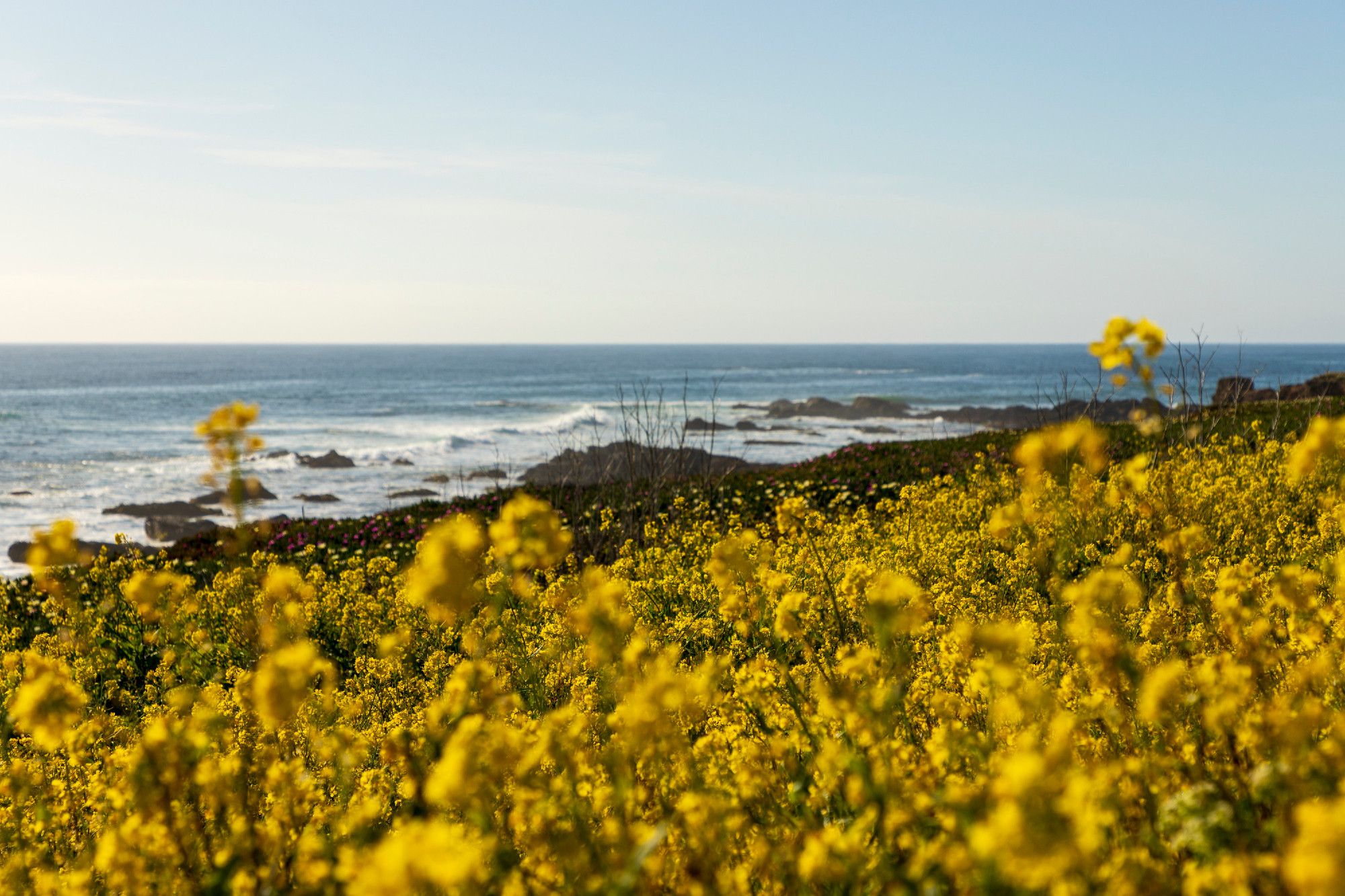 A field of yellow flowers, the nearest out of focus, provides a bright landscape that dominates the bottom two thirds of the frame. The flowers continue lower in elevation, more in focus as you move further back in the picture, until the ocean is seen, large waves crashing in from left to right. The top third of the image is full of hazy blue skies with hardly a cloud in them.