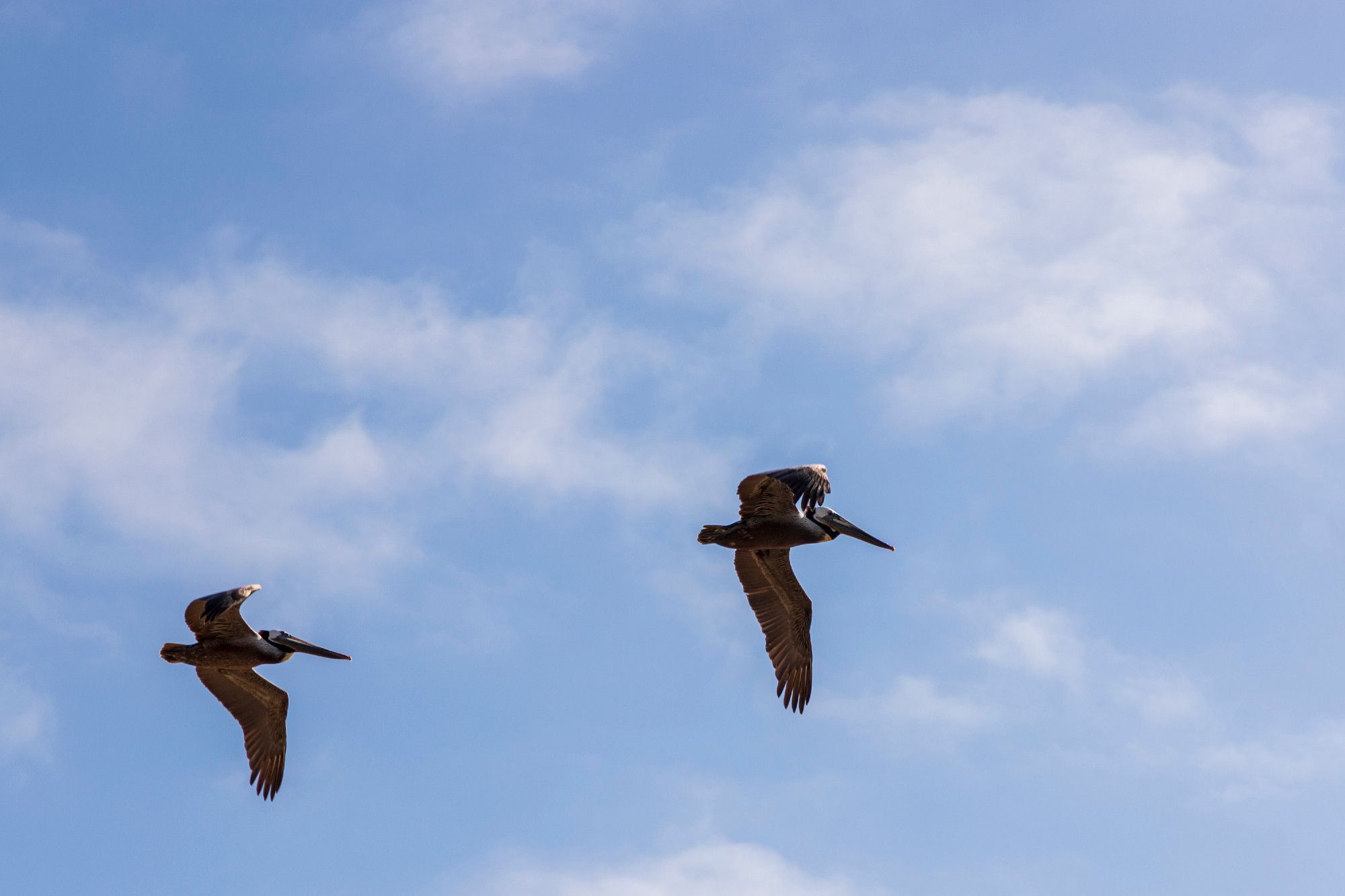 Two Californian Pelicans, I think, fly from left to right in almost silhouette against soft white clouds in a blue afternoon sky. Their wings are fully extended, their rather long beaks are leading the way