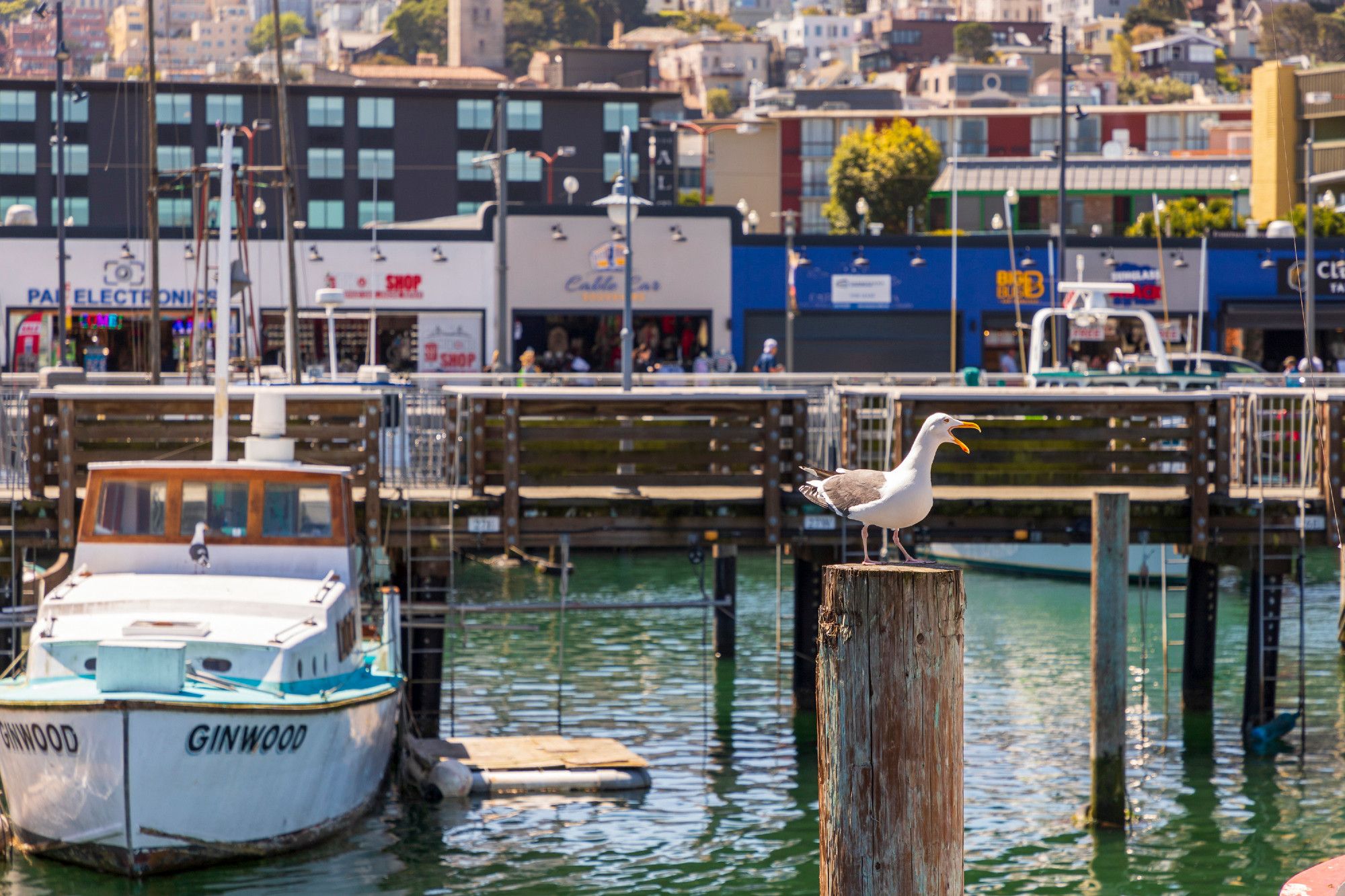 A seagull mid-speaking stands atop a wooden pole in a harbor in San Francisco. A white boat with masts down is a bit further in the background at left, and buildings on the shore even further in the background. The furthest back portions of the background, at the top of the frame, show the familiar San Francisco architecture rising up shoreline hills.