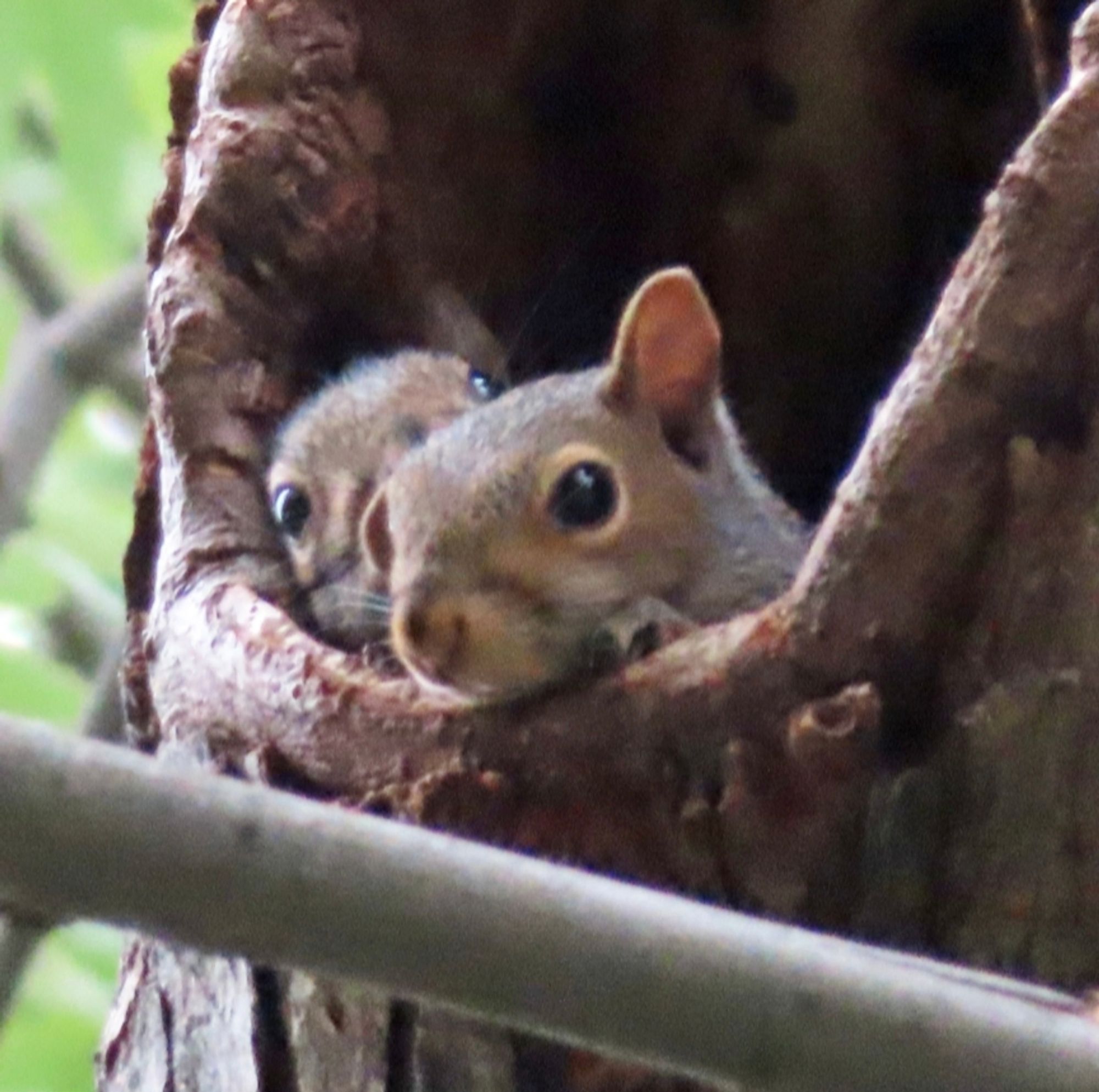 Two young squirrels in a tree notch