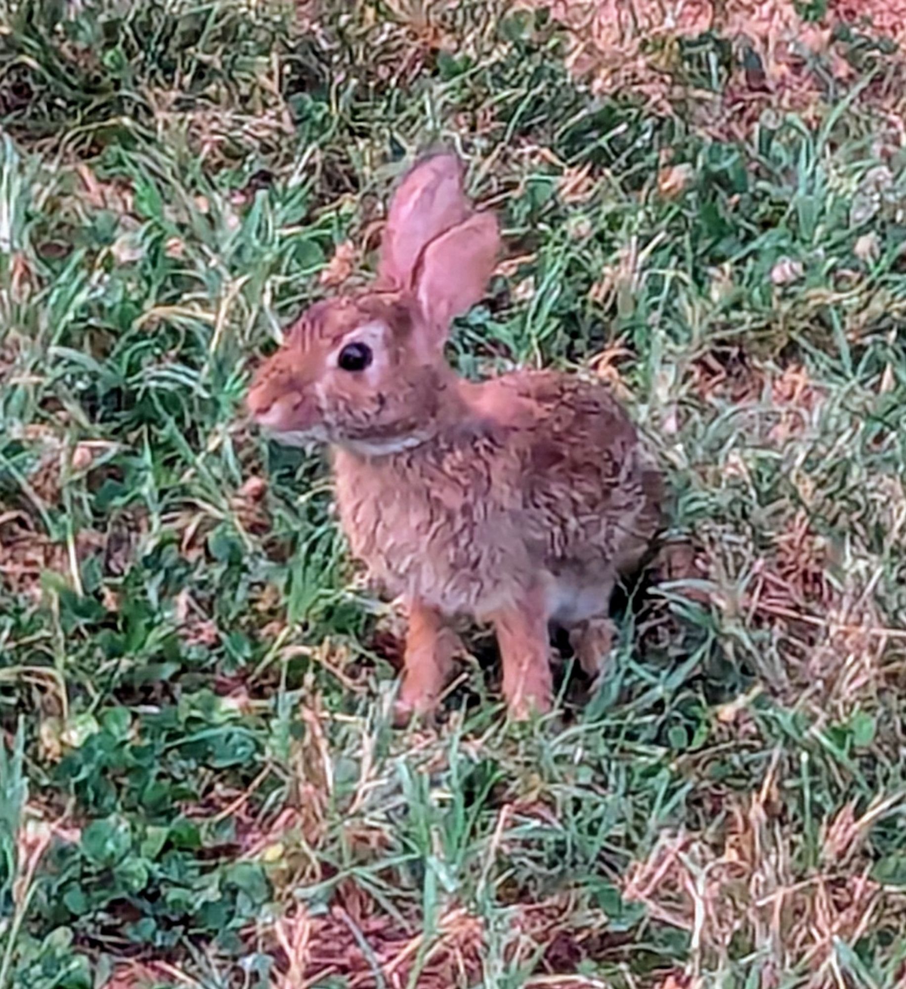 Brown rabbit in grass