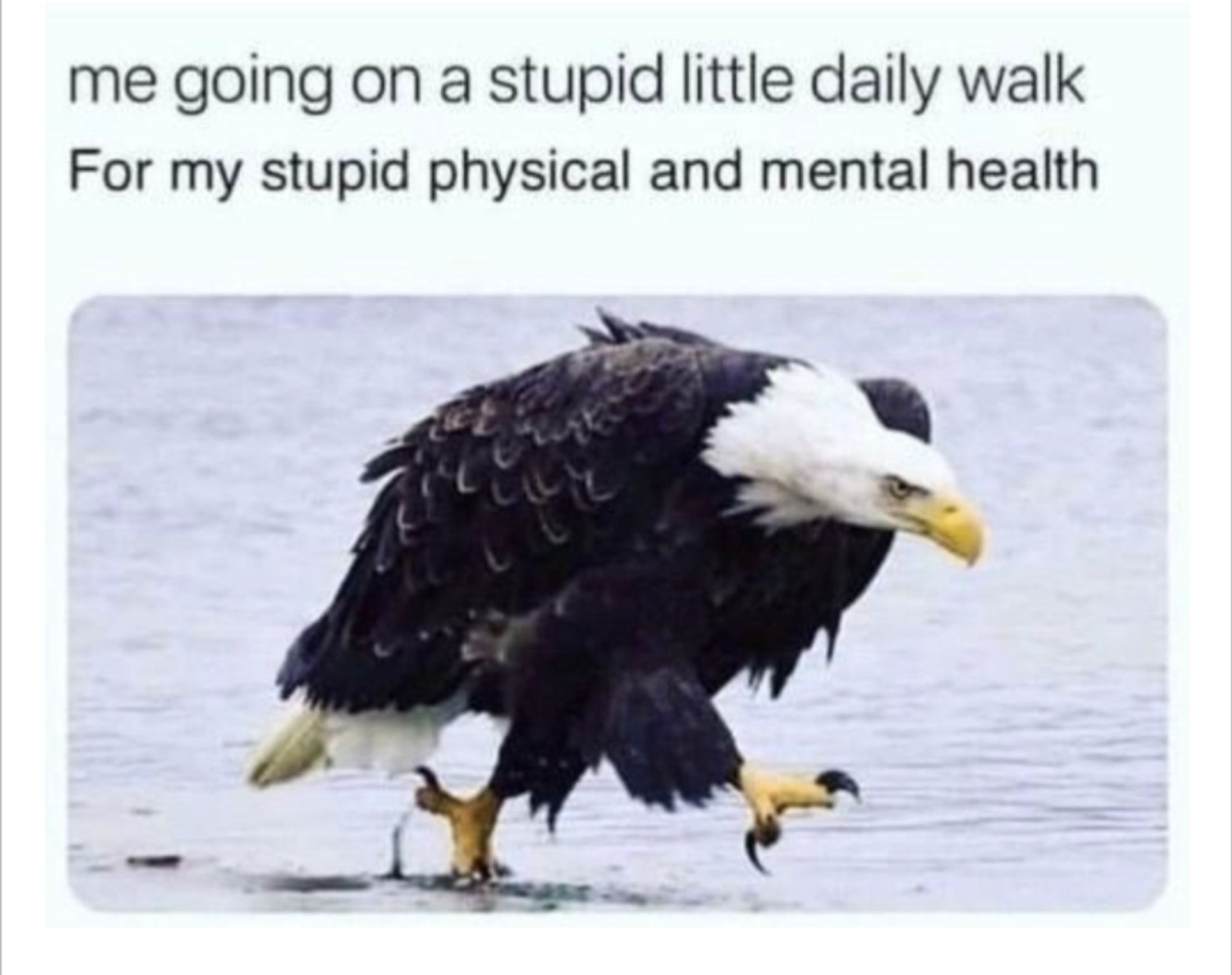 Annoyed eagle with caption 
Me going on a stupid little daily walk for my stupid physical and mental health