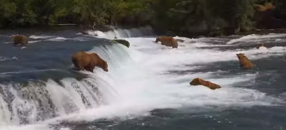 5 bears at the falls 