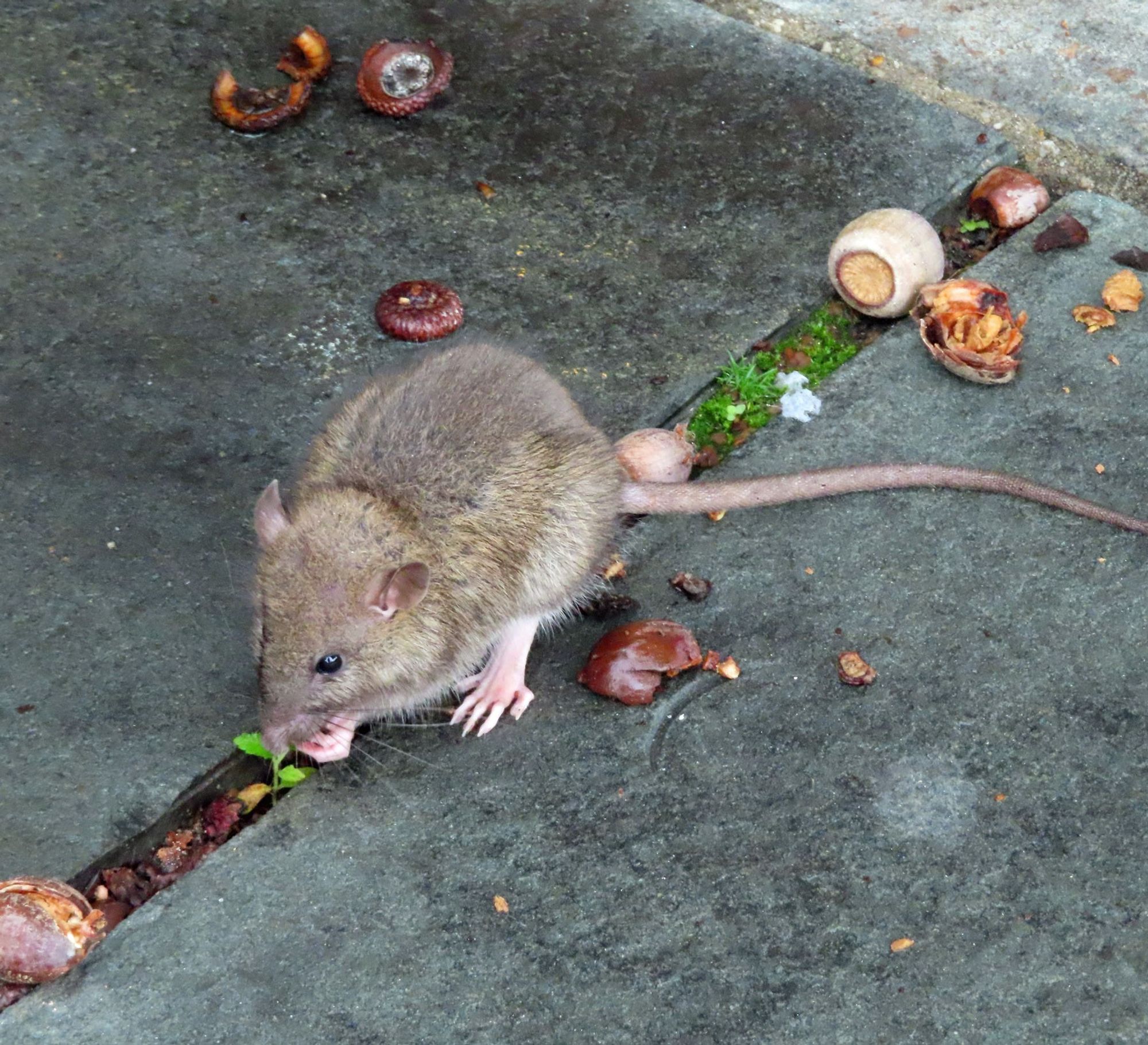 small gray rat on sidewalk, eating an acorn