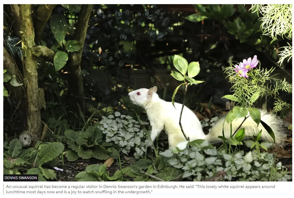 An unusual squirrel has become a regular visitor in Dennis Swanson's garden in Edinburgh. He said: "This lovely white squirrel appears around lunchtime most days now and is a joy to watch snuffling in the undergrowth."