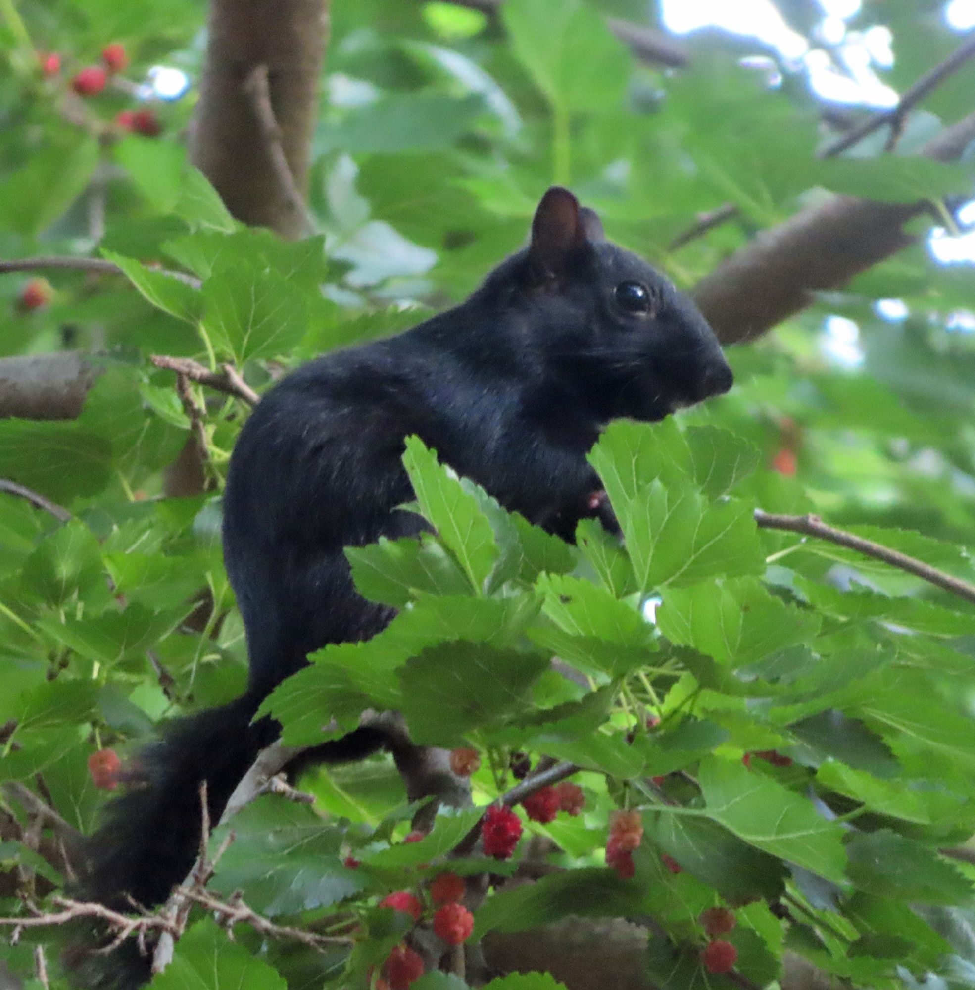 black squirrel in profile in  tree with red berries