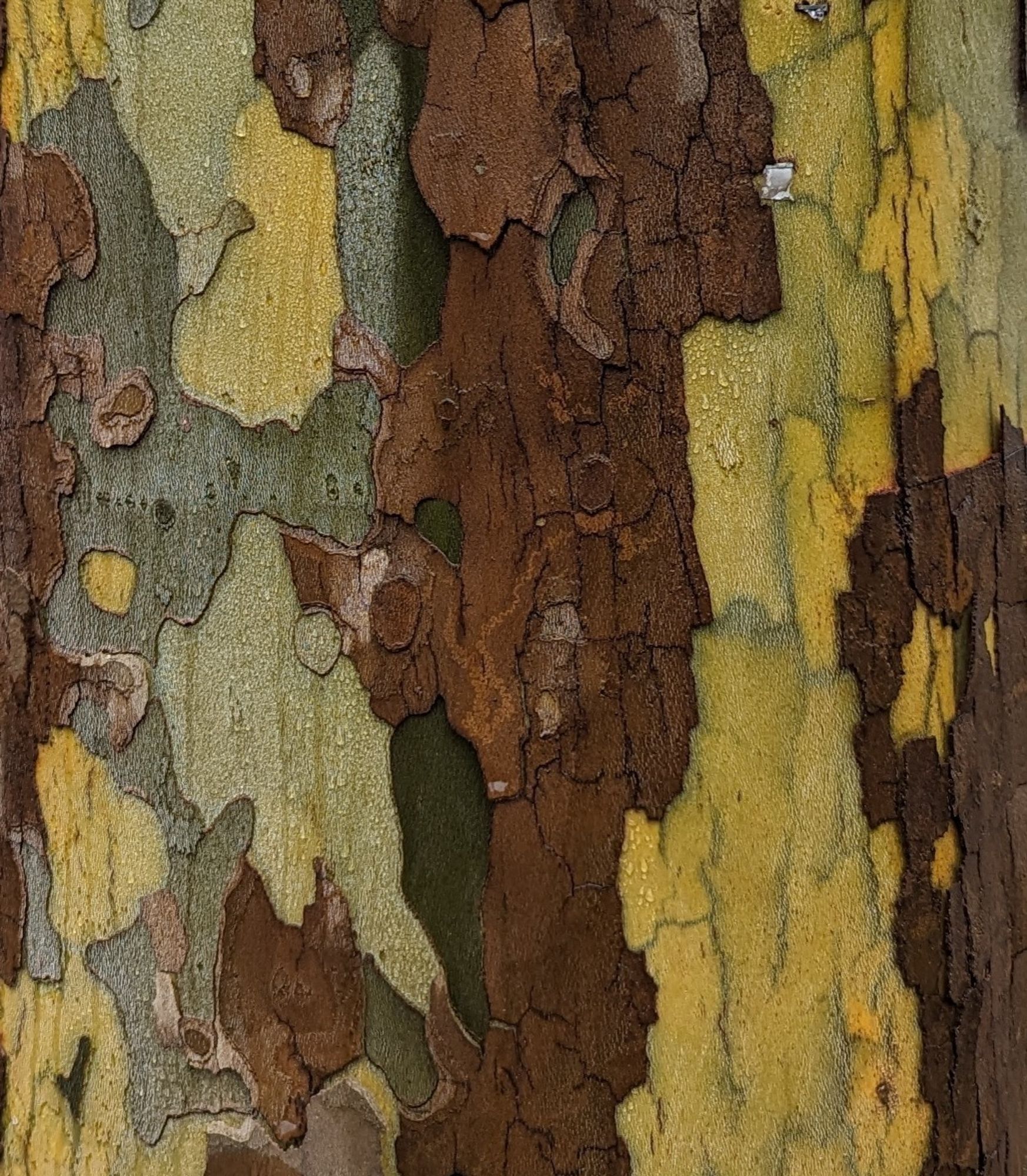 Patchy tree bark, yellow green and brown