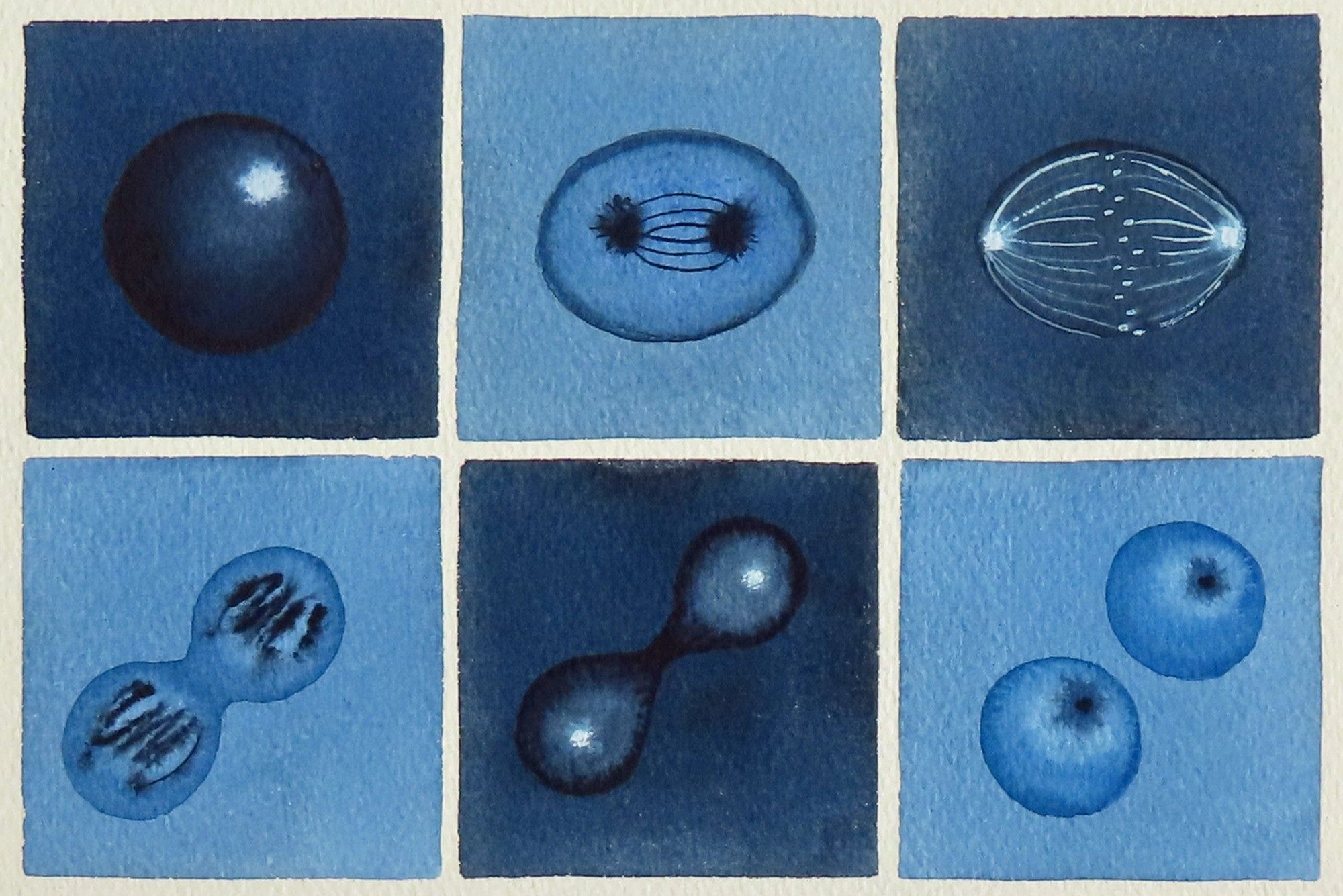 Blue mitosis watercolor